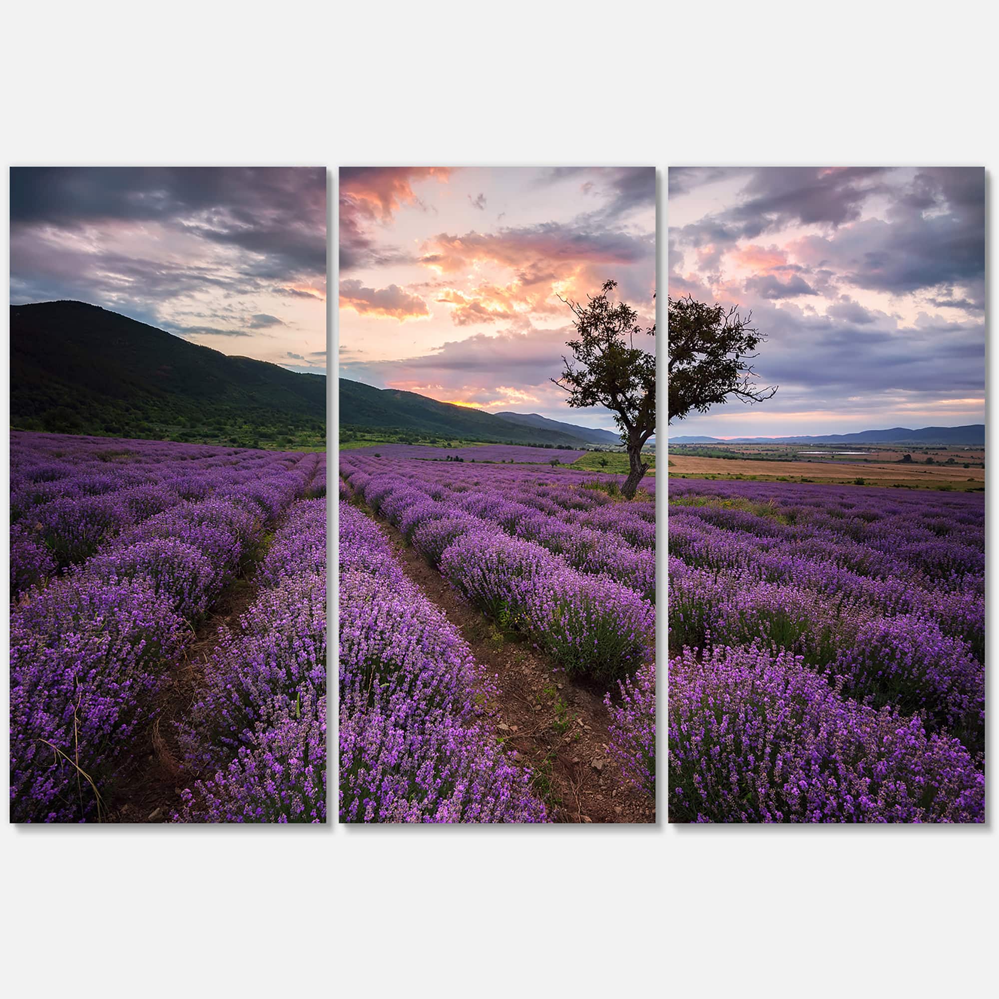Designart - Lavender Field At Dawn III
