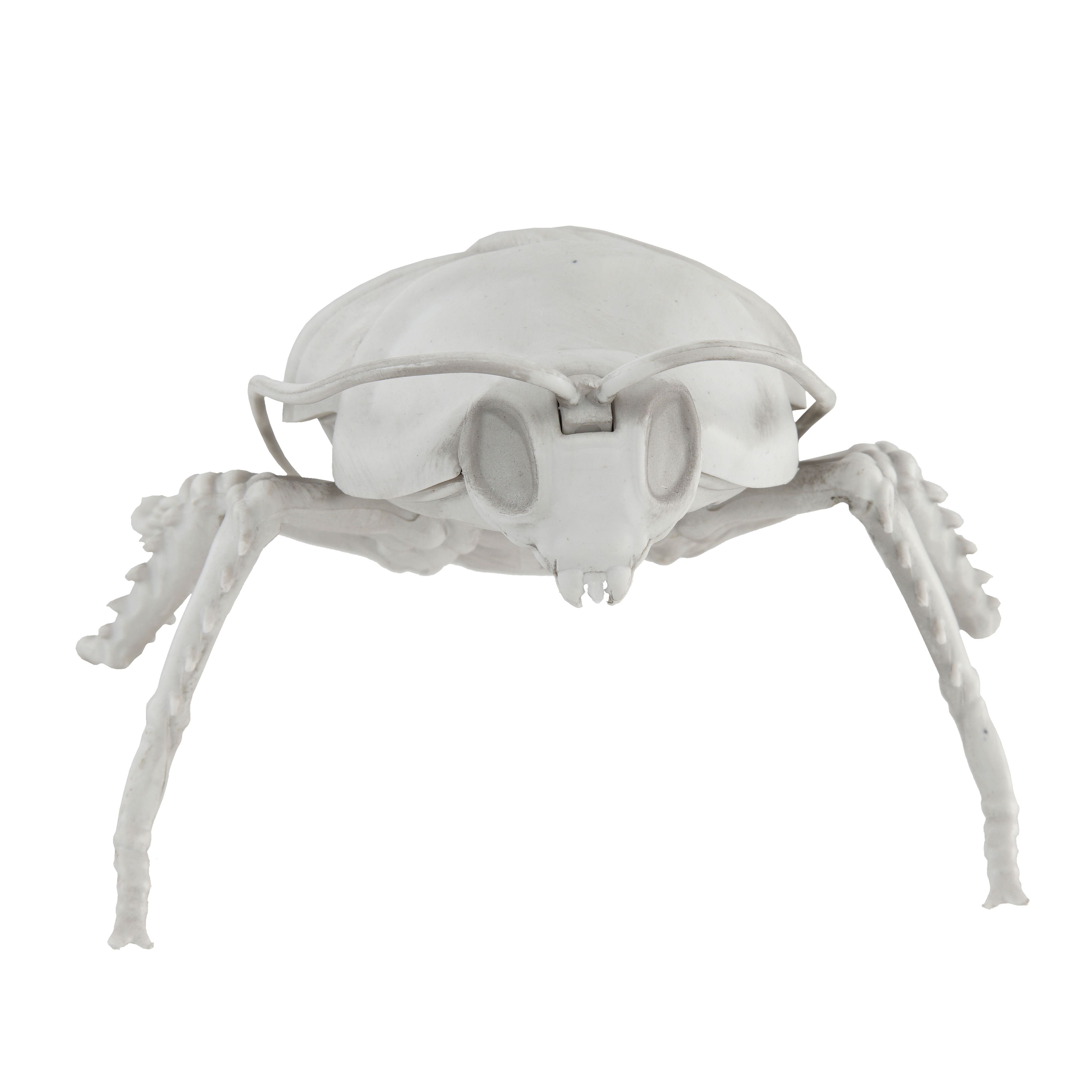 5.75&#x22; Cockroach Skeleton by Ashland&#xAE;