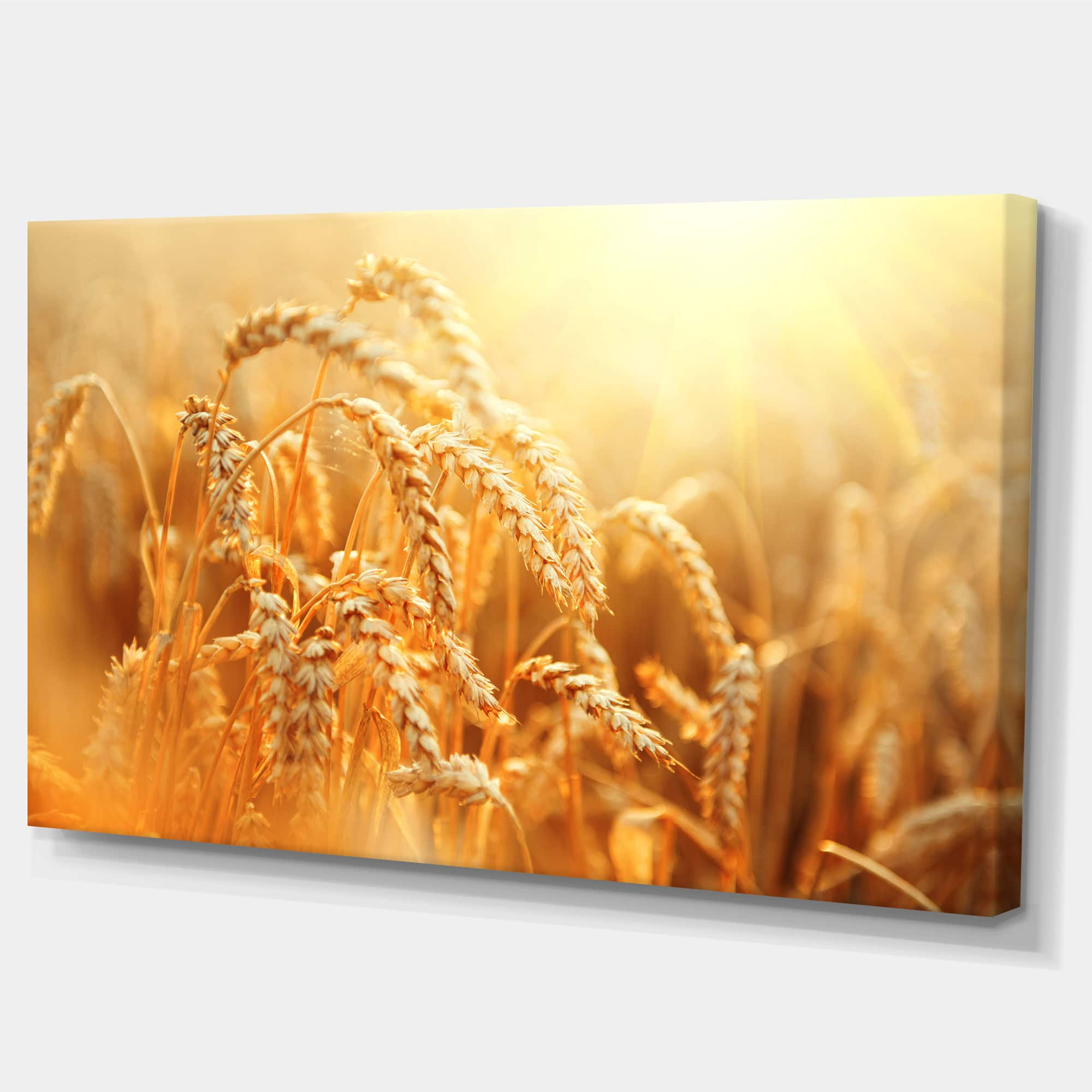 Designart - Ears of Golden Wheat Close up - Large Landscape Canvas Art