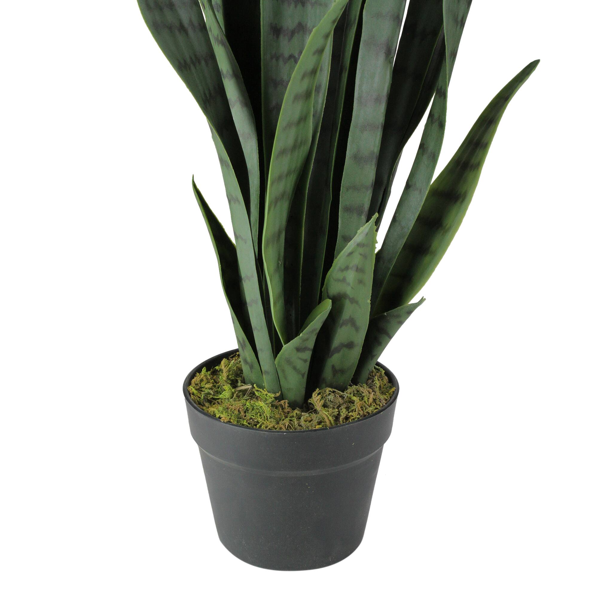 2.4ft. TwoTone Green & Black Potted Snake Plant Michaels