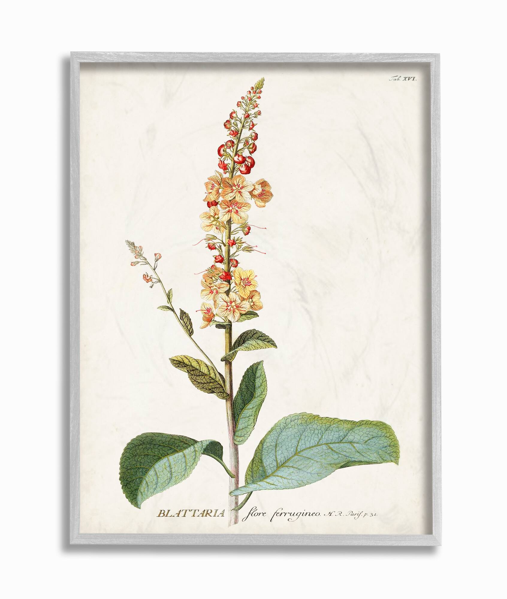 Stupell Industries Botanical Flower Gray Framed Wall Art
