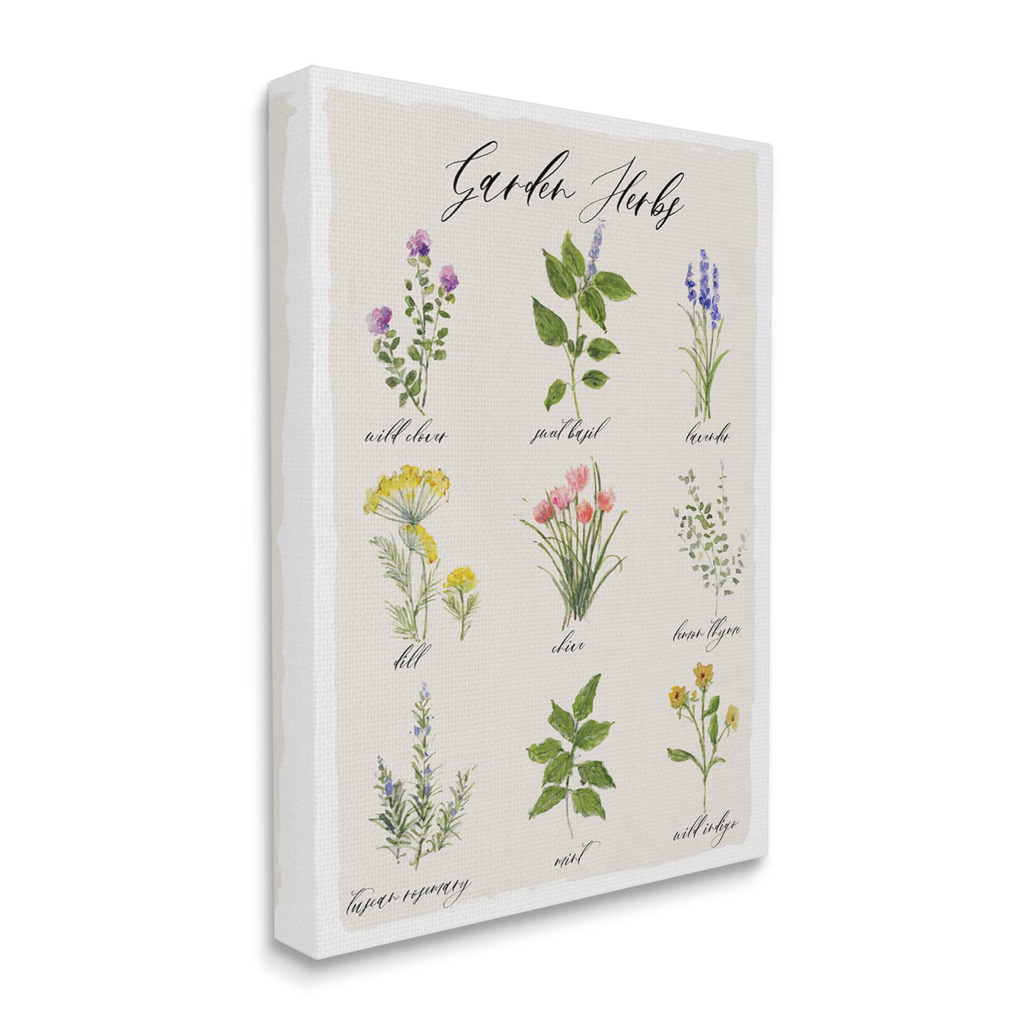 Stupell Industries Garden Herb Illustrated Chart Natural Kitchen Seasoning Canvas Wall Art
