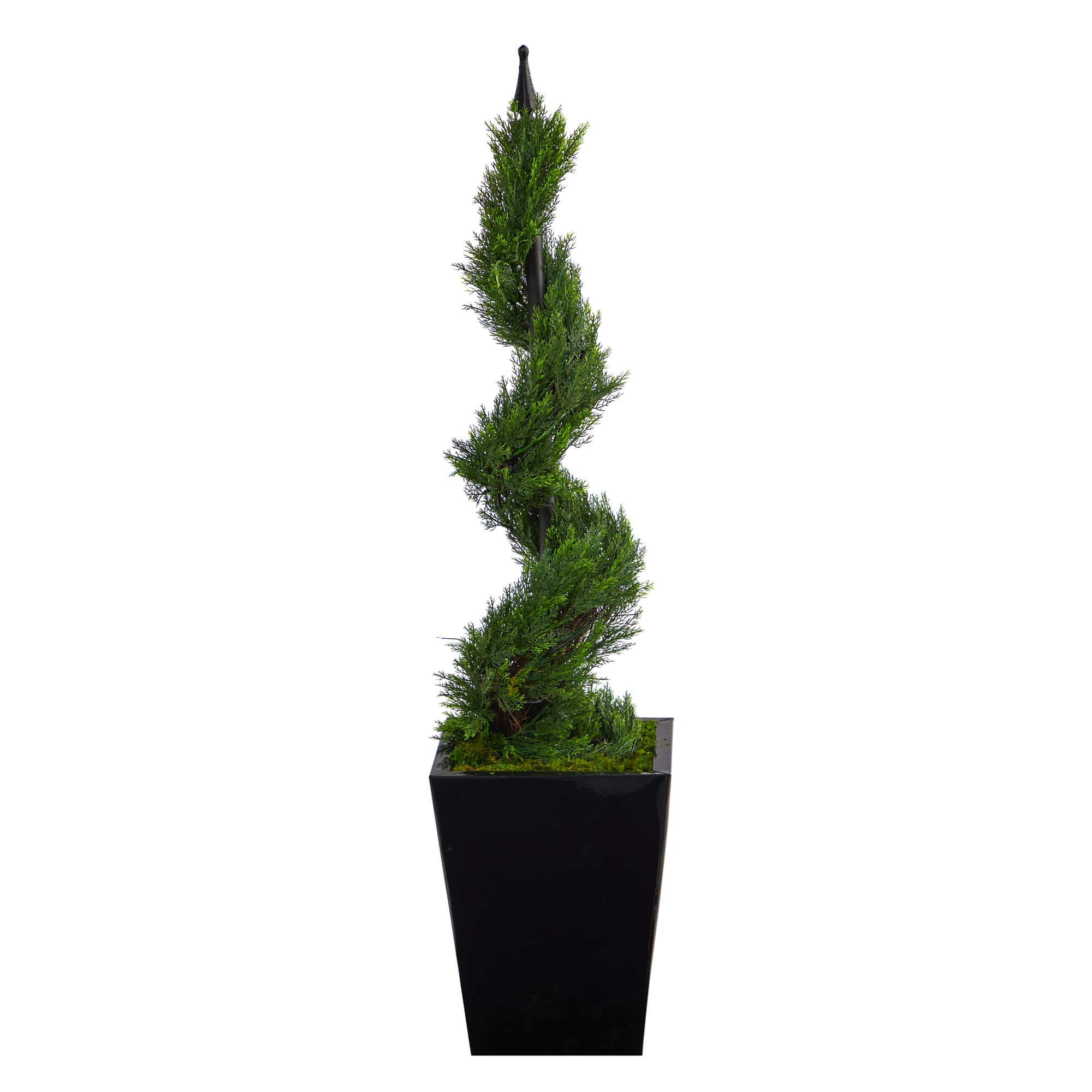 3.6ft. Spiral Cypress Topiary in Black Metal Planter