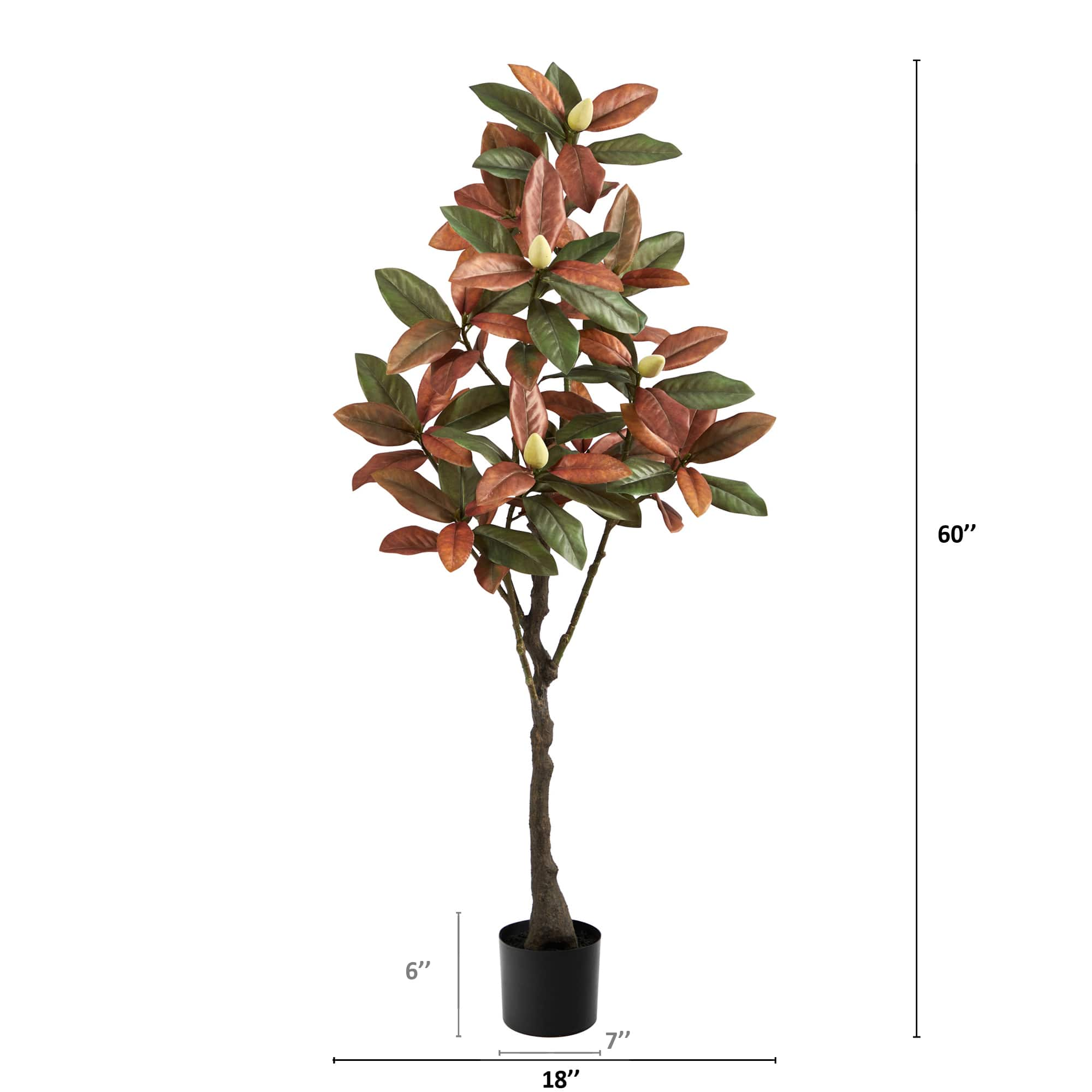 5ft. Potted Fall Magnolia Tree