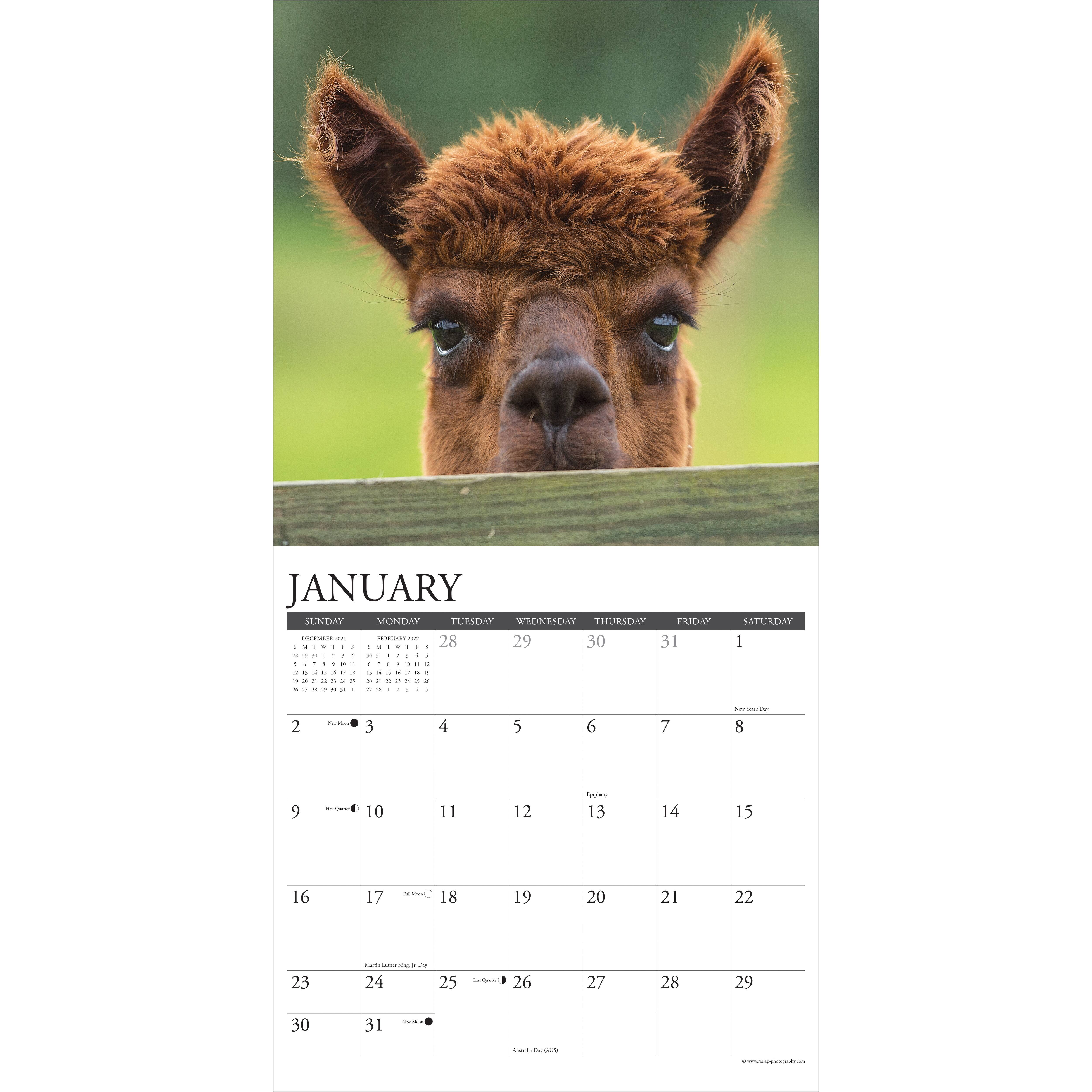 Alpaca Calendar 2022 2022 Alpacas Wall Calendar | Michaels