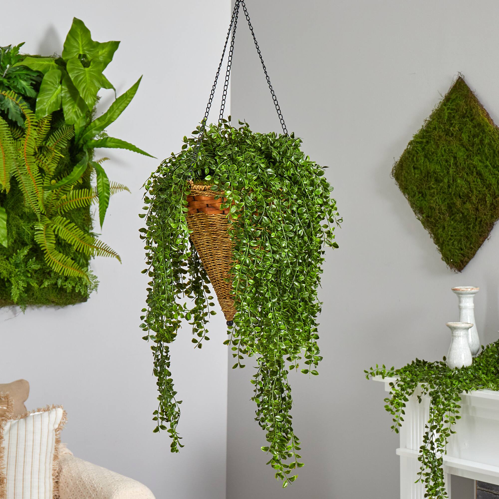 4ft. Honey Locust Plant in Hanging Cone Basket
