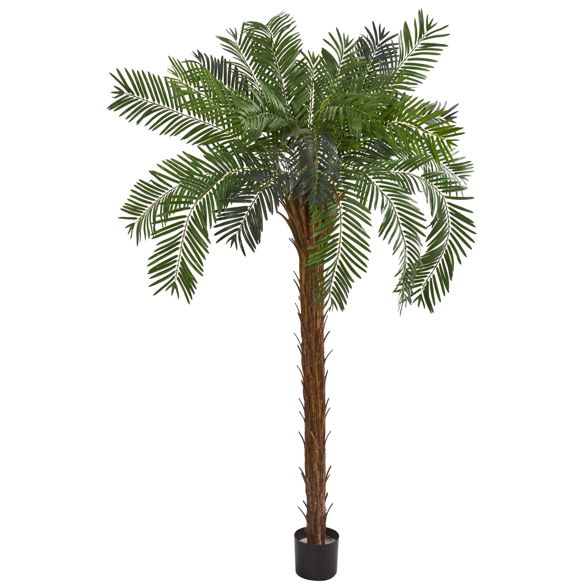 7ft. Potted Cycas Palm Tree