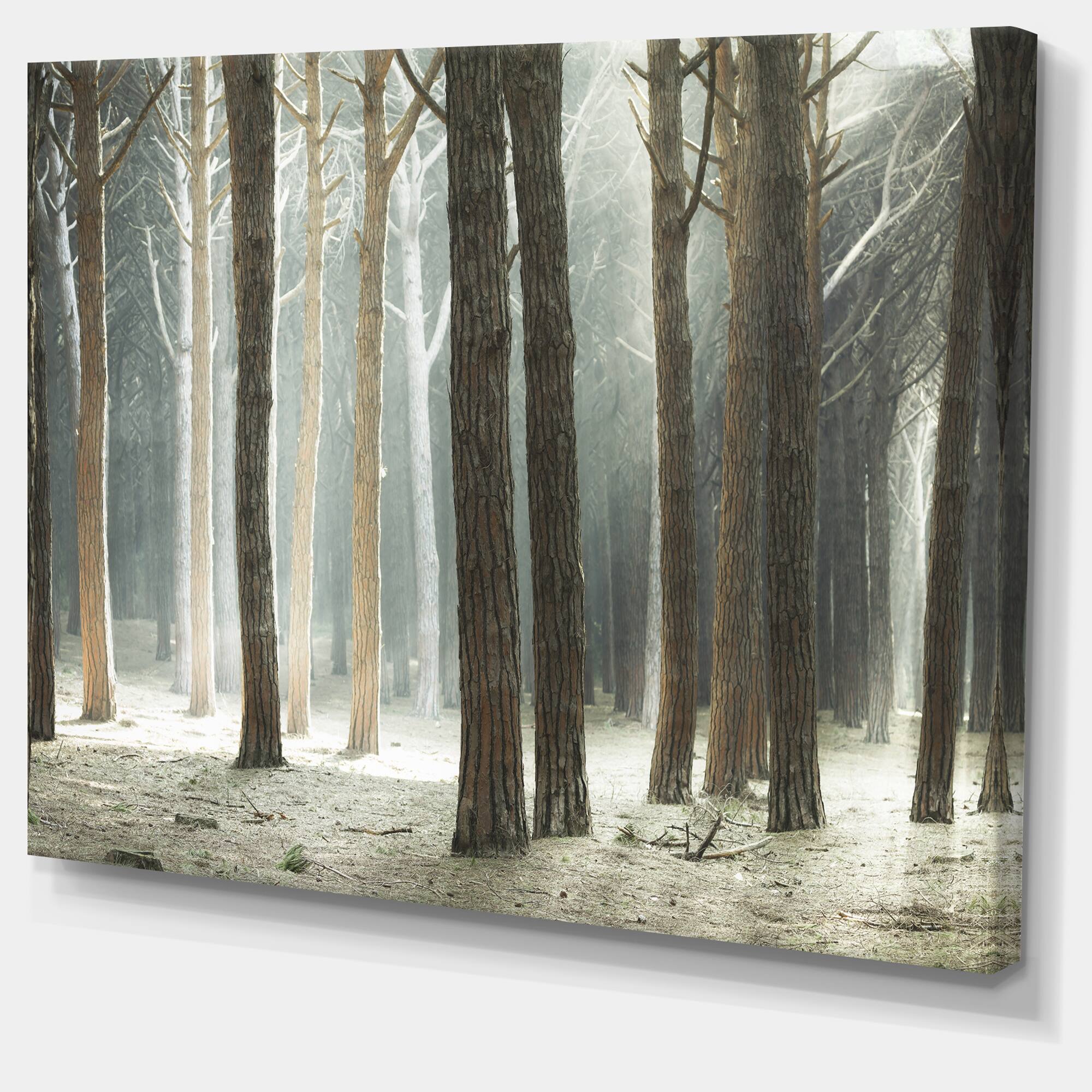 Designart - Maritime Pine Tree Forest with Rays - Oversized Forest Canvas Art