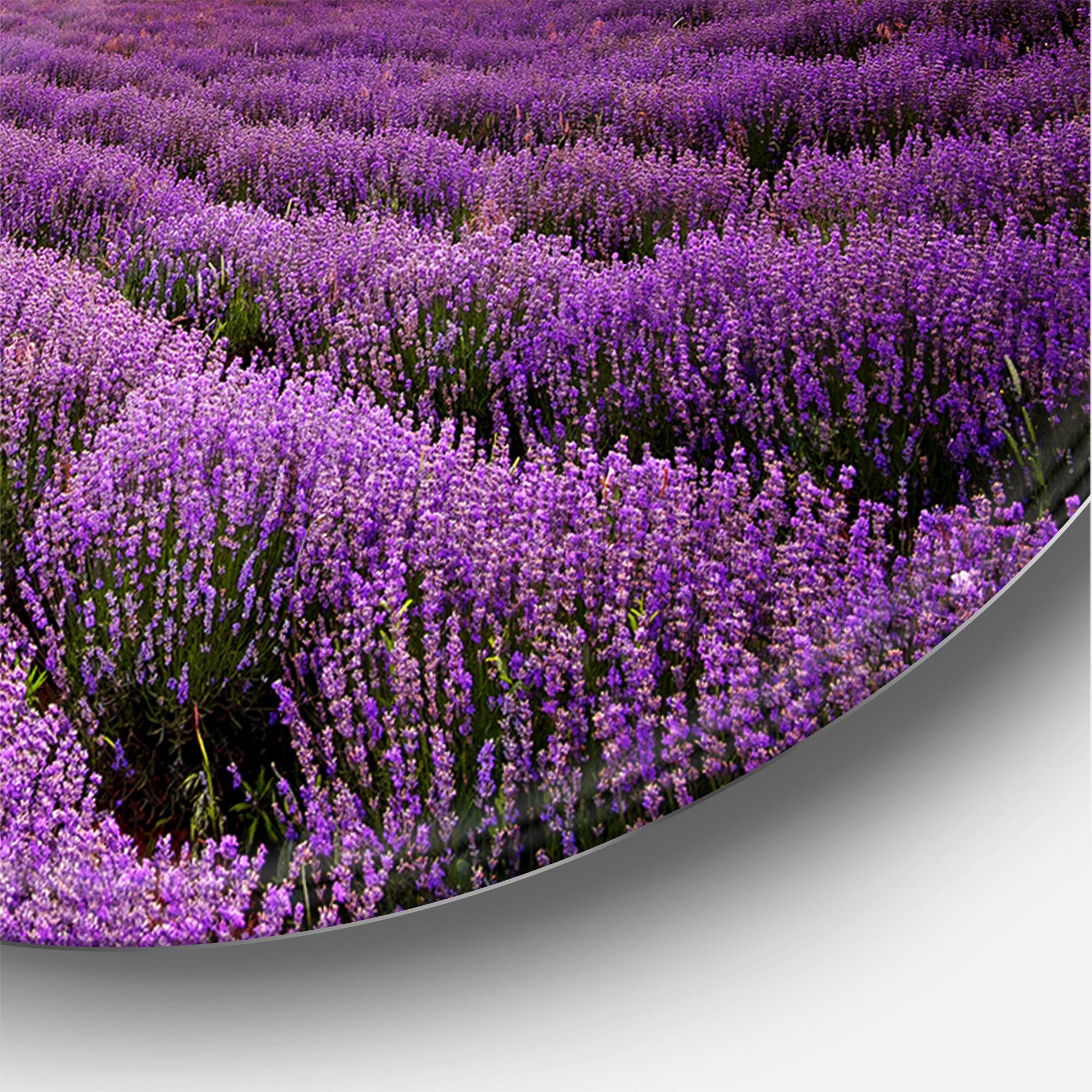 Designart - Sunrise & Dramatic Clouds Over Lavender Field X - Farmhouse Metal Circle Wall Art