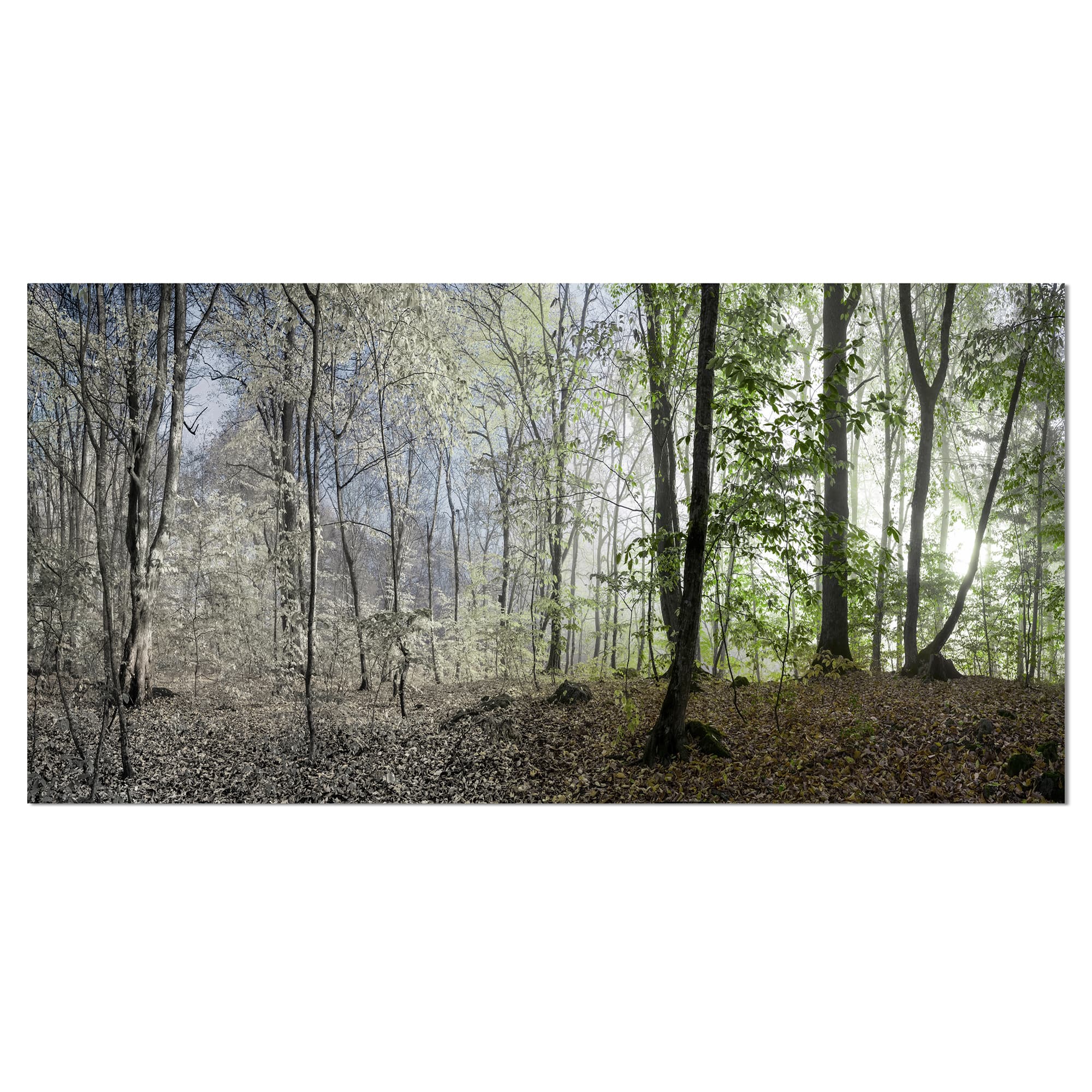 Designart - Green Morning in Forest Panorama - Landscape Canvas Art Print