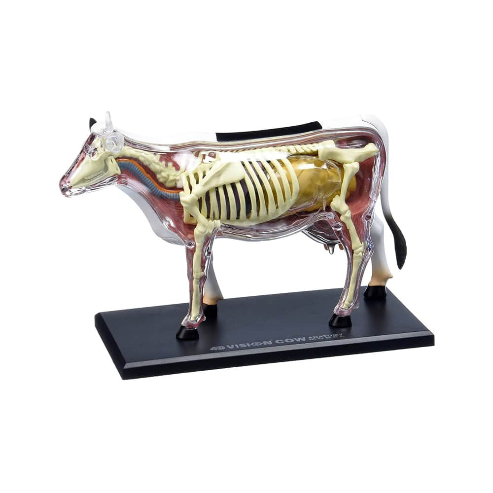 4D Vision&#x2122; Cow Anatomy Model