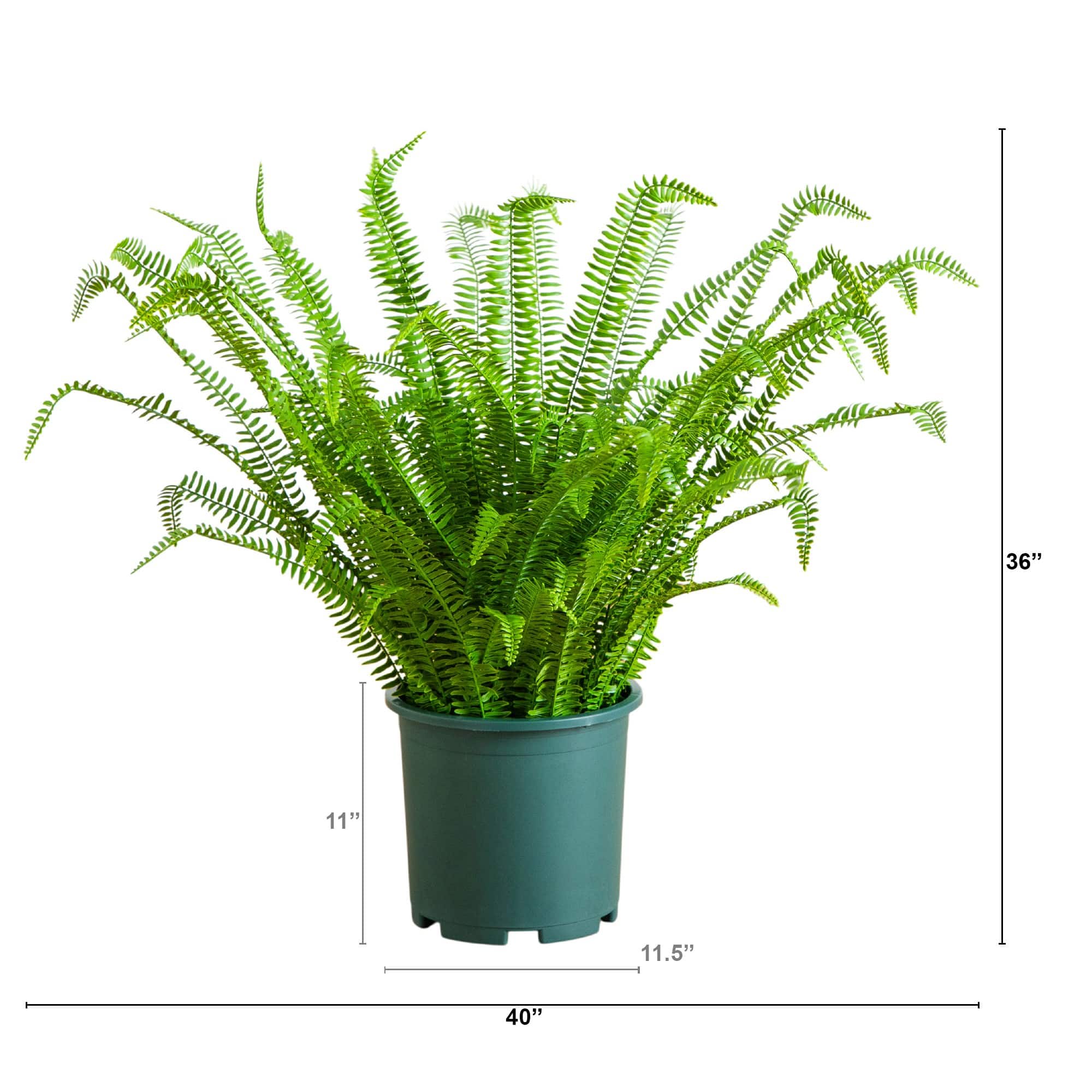 3ft. UV Resistant Artificial Boston Fern Plant with Real Touch Leaves (Indoor/Outdoor)