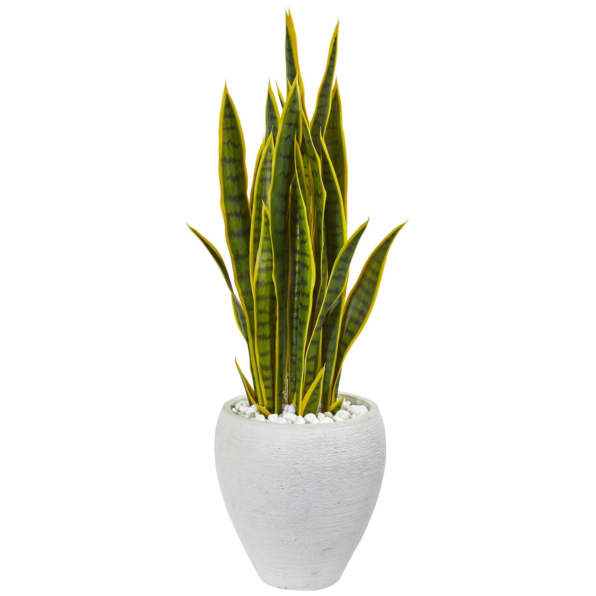 2.5ft. Green & Yellow Snake Plant in White Planter