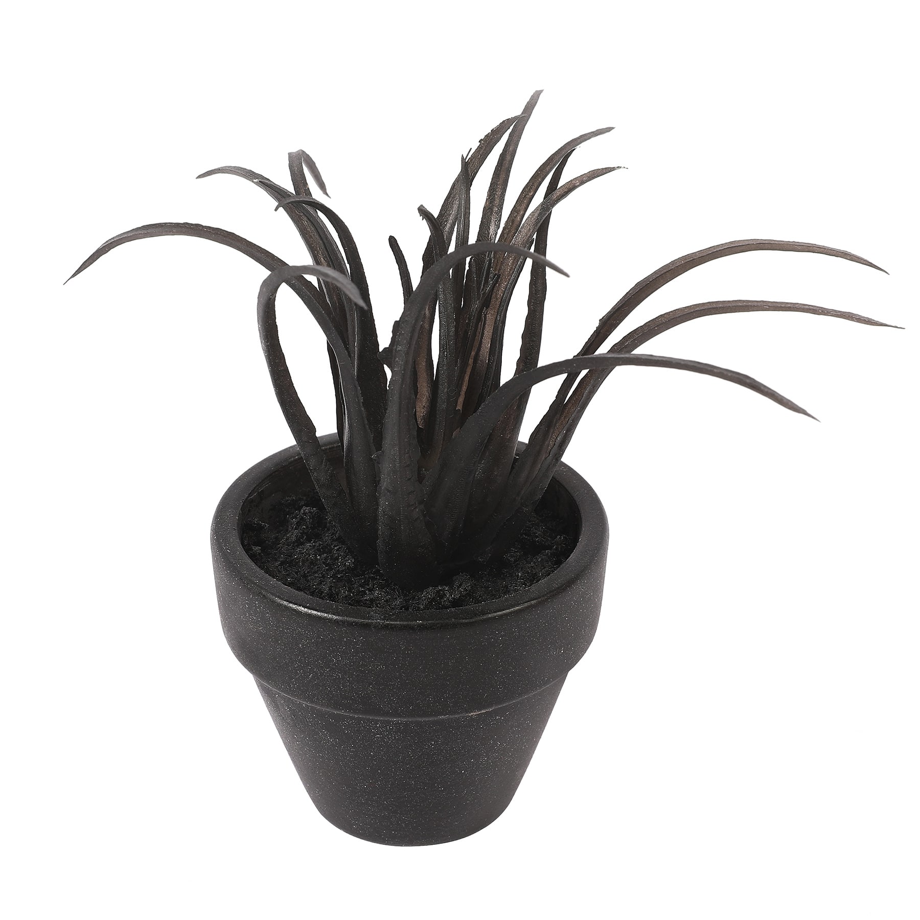Assorted Mini Potted Succulent by Ashland&#xAE;, 1pc.
