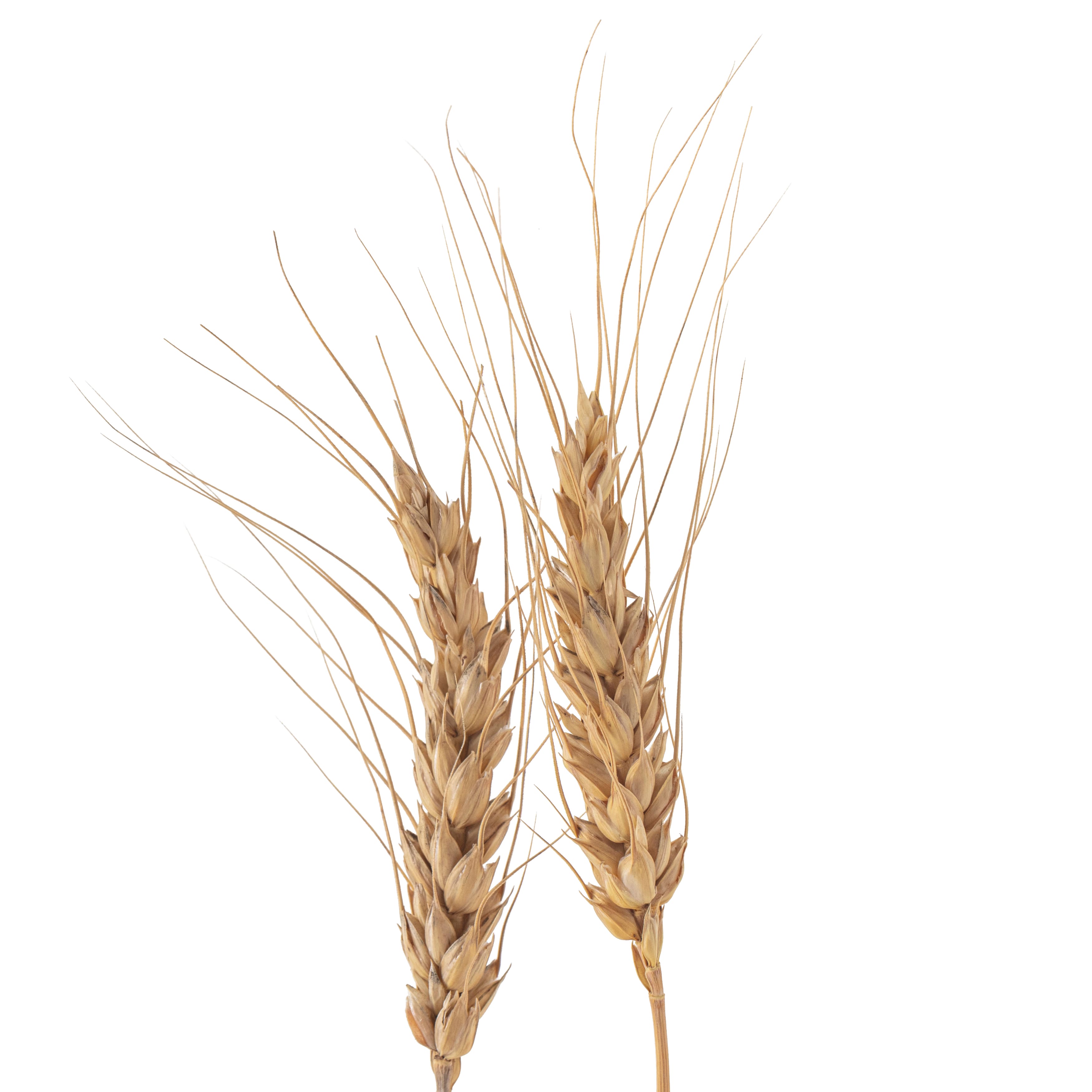 12 Pack: Natural Wheat Bundle by Ashland&#xAE;