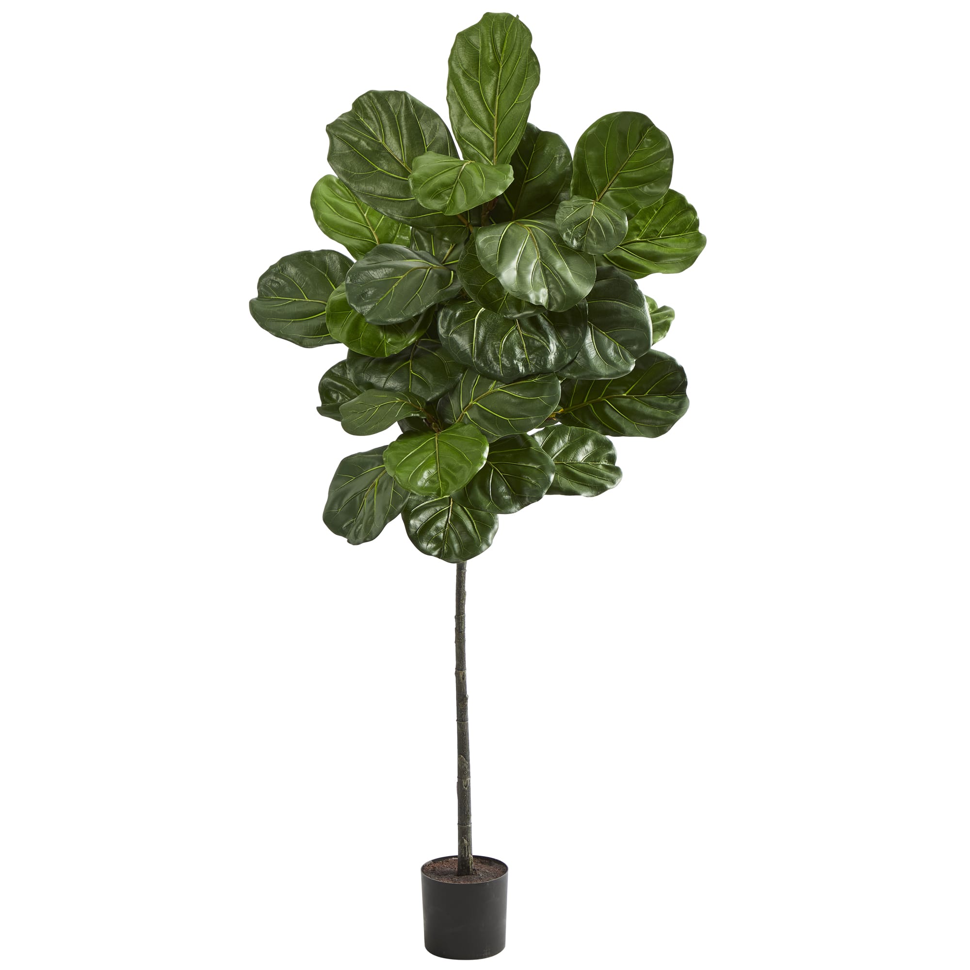 5.5ft. Potted Fiddle Leaf Tree