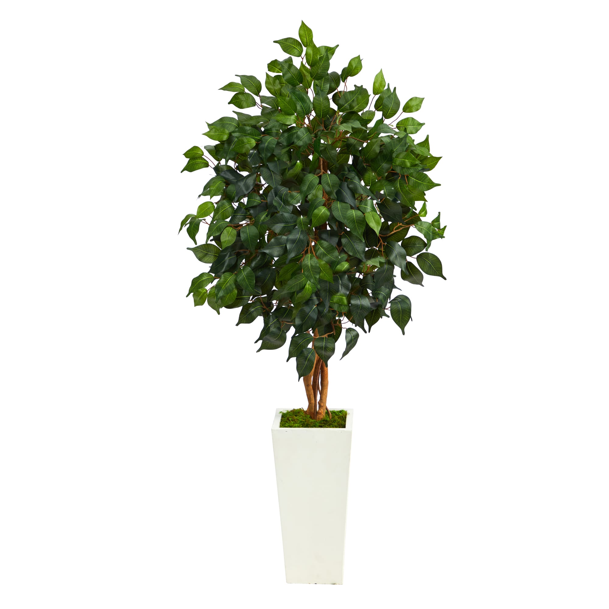 4ft. Ficus Tree in White Tower Planter