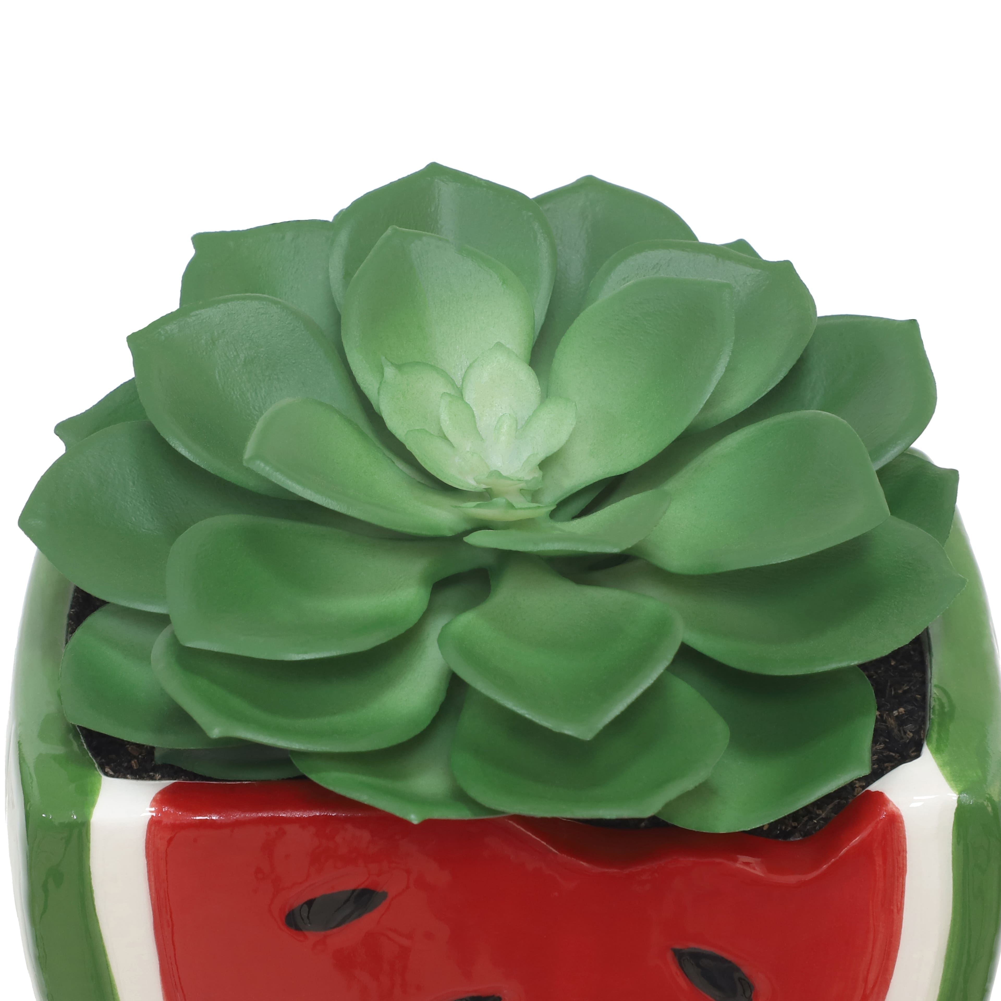 3.75&#x22; Echeveria in Watermelon Container by Ashland&#xAE;