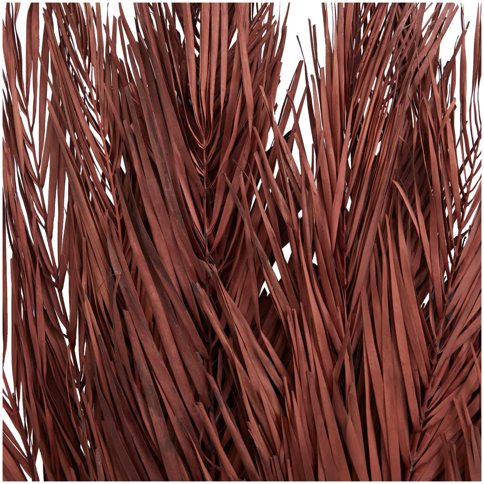 43" Natural Dried Plant Palm Leaf Bunch with Feather-Inspired Stems