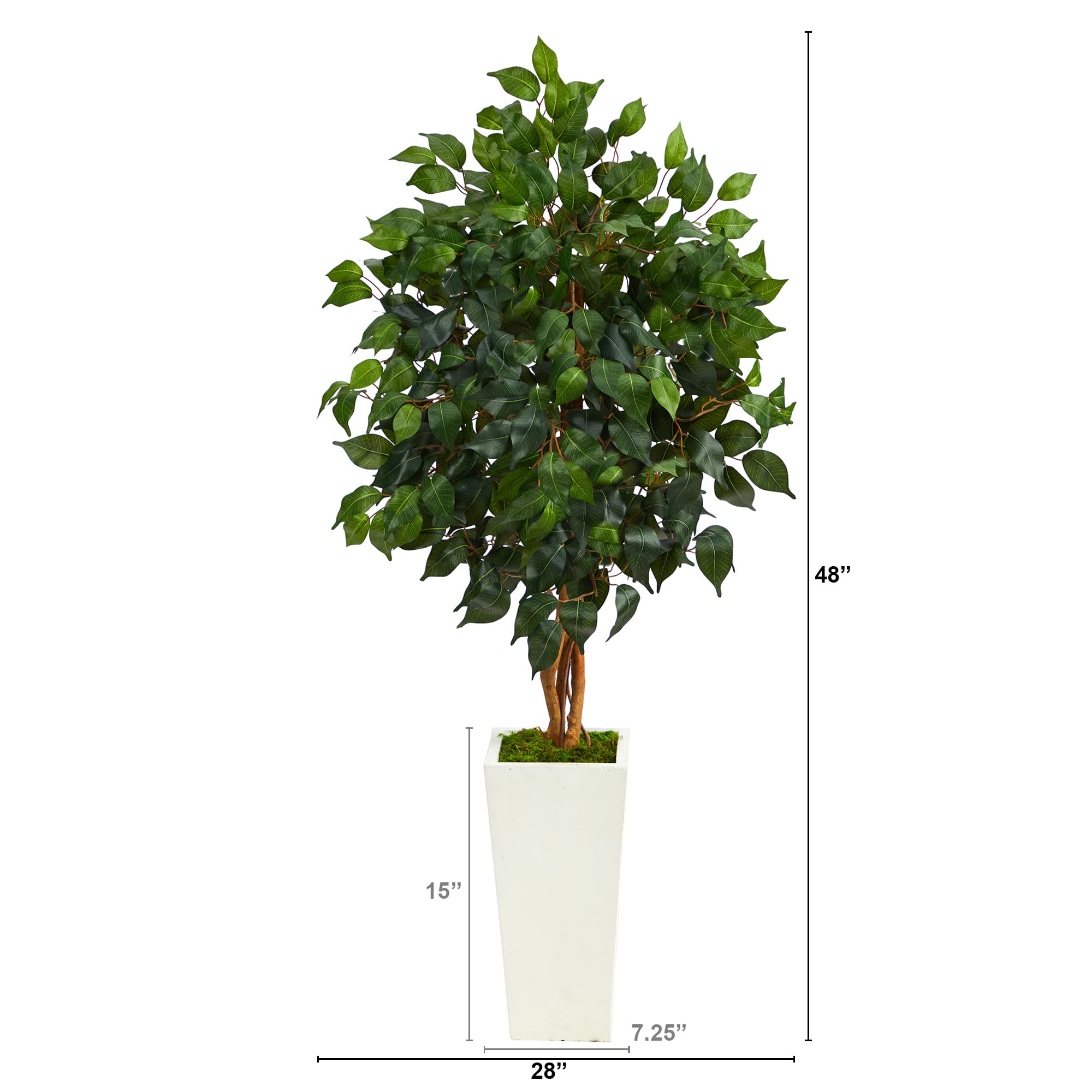 4ft. Ficus Tree in White Tower Planter