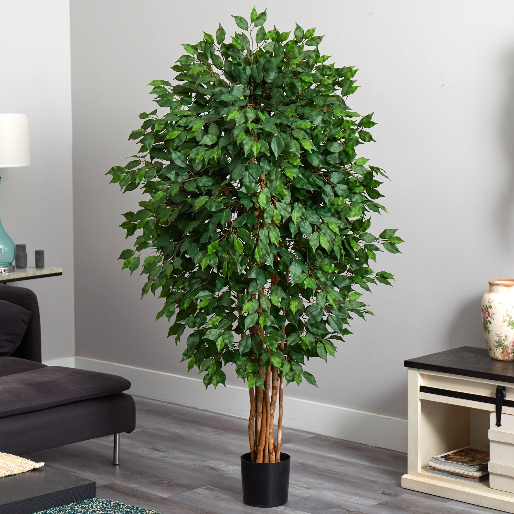 5.5ft. Potted Ficus Tree