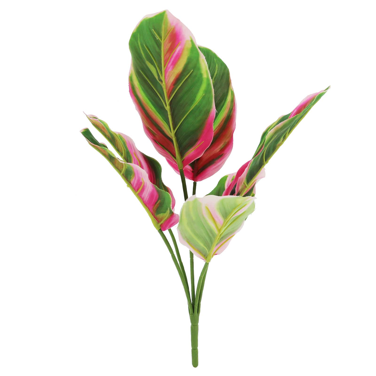 18&#x22; Calathea Pilosa Bush by Ashland&#xAE;
