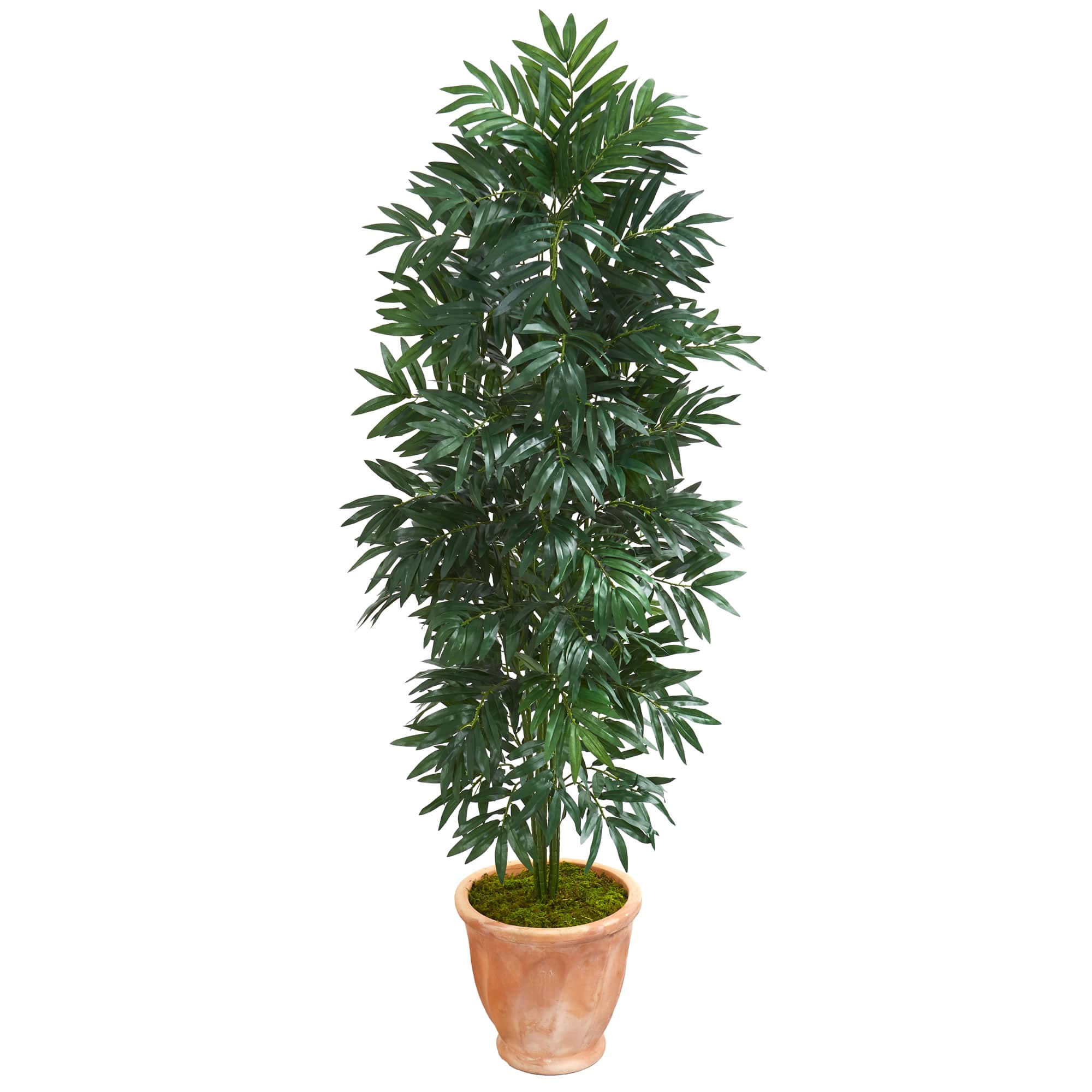 5ft. Bamboo Palm Plant in Terra Cotta Planter