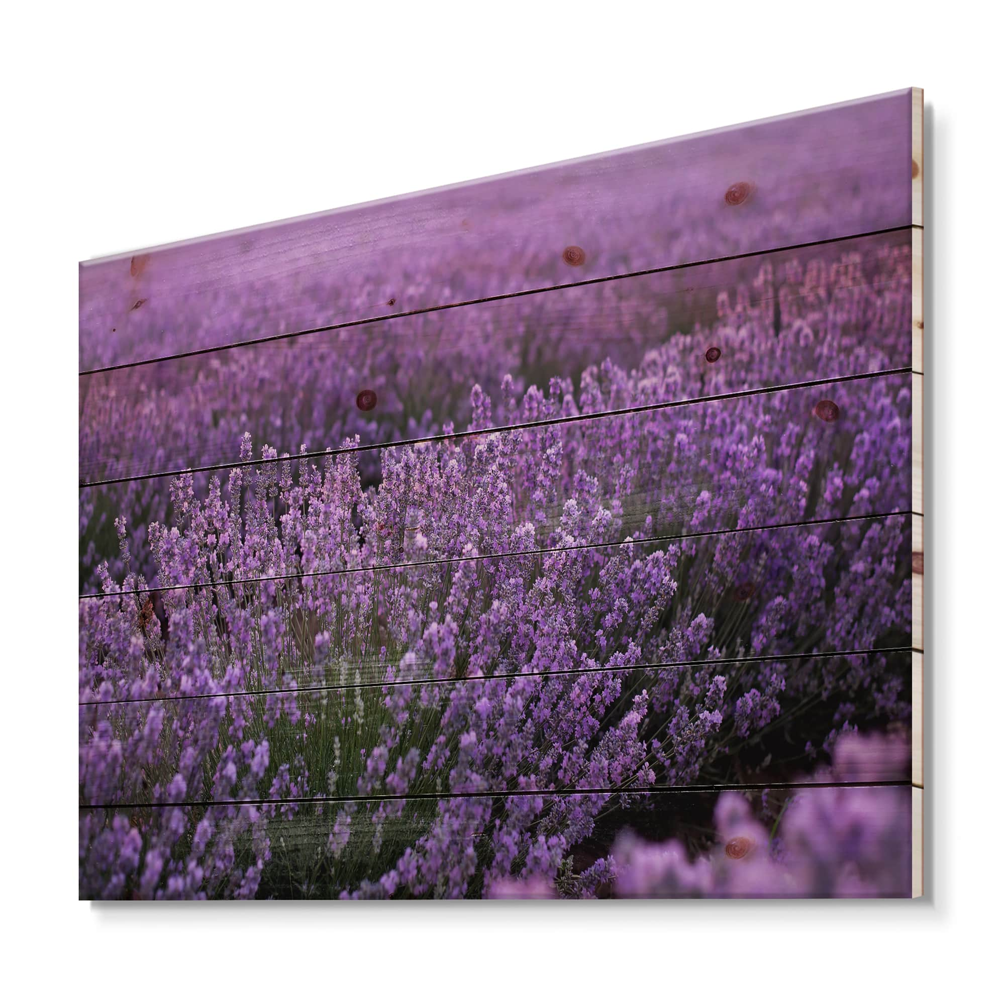 Designart - Blooming Purple Lavender Field - Farmhouse Print on Natural Pine Wood