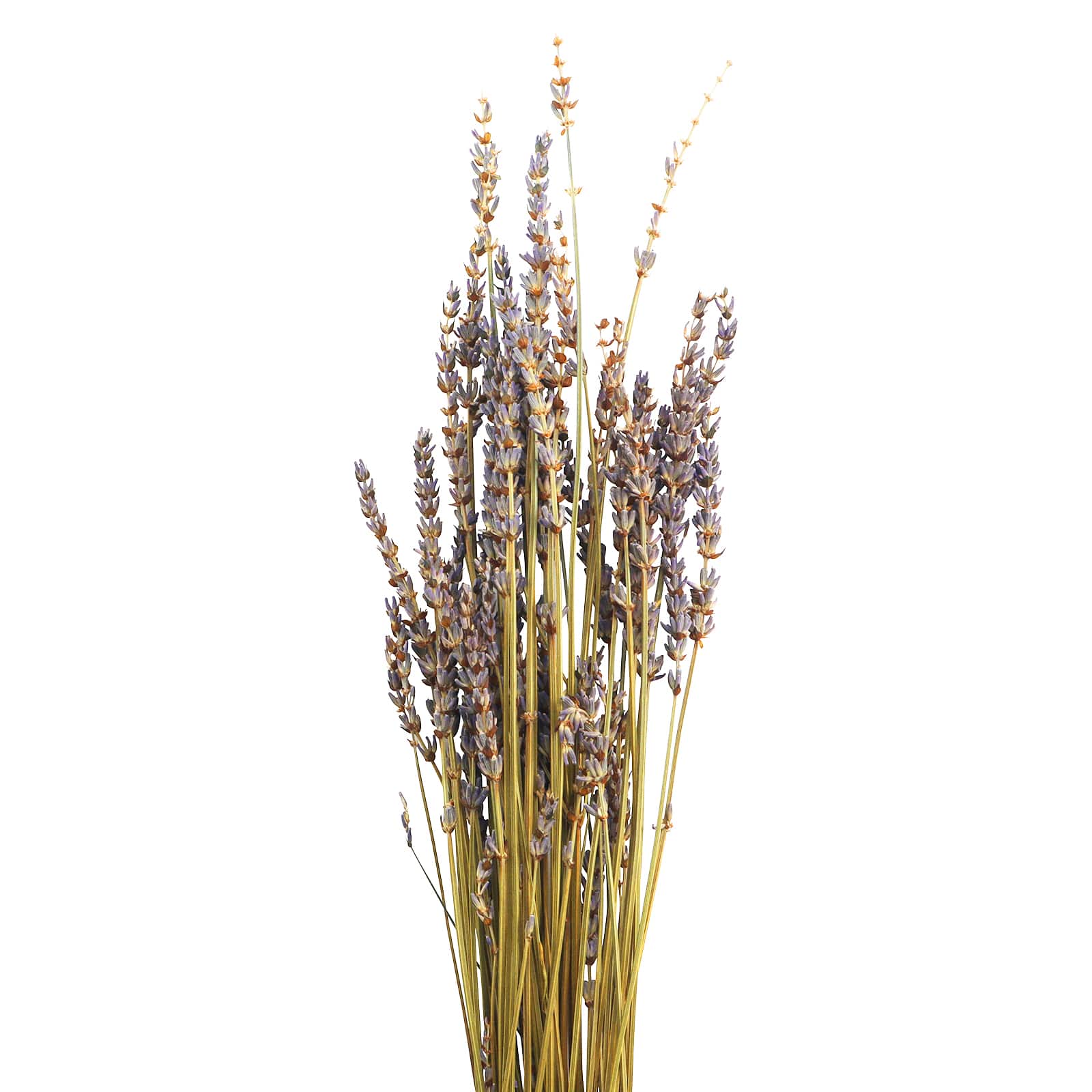 8 Pack: Lavender Grass Bundle by Ashland&#xAE;