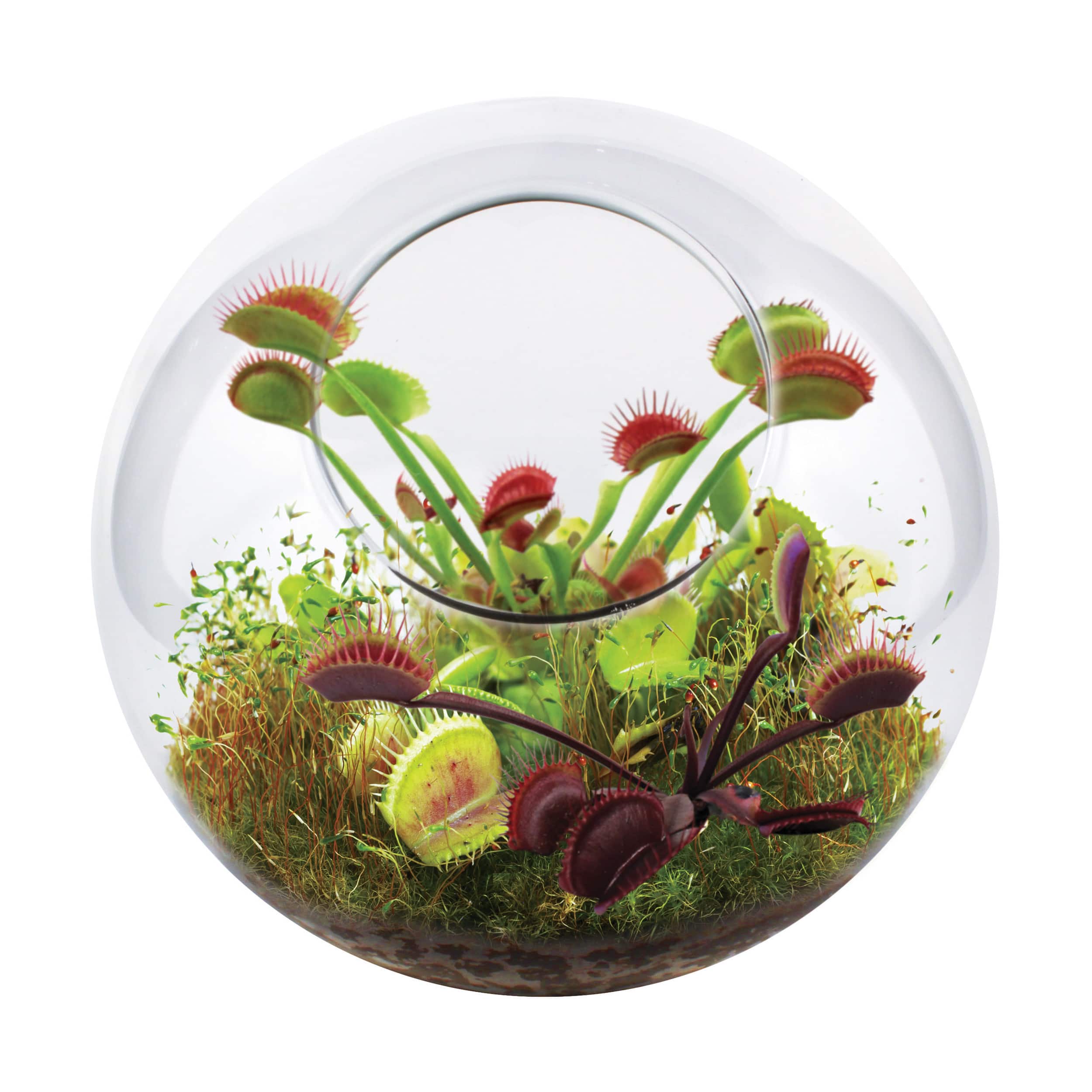 Glass Terrarium - Fly Trap Garden