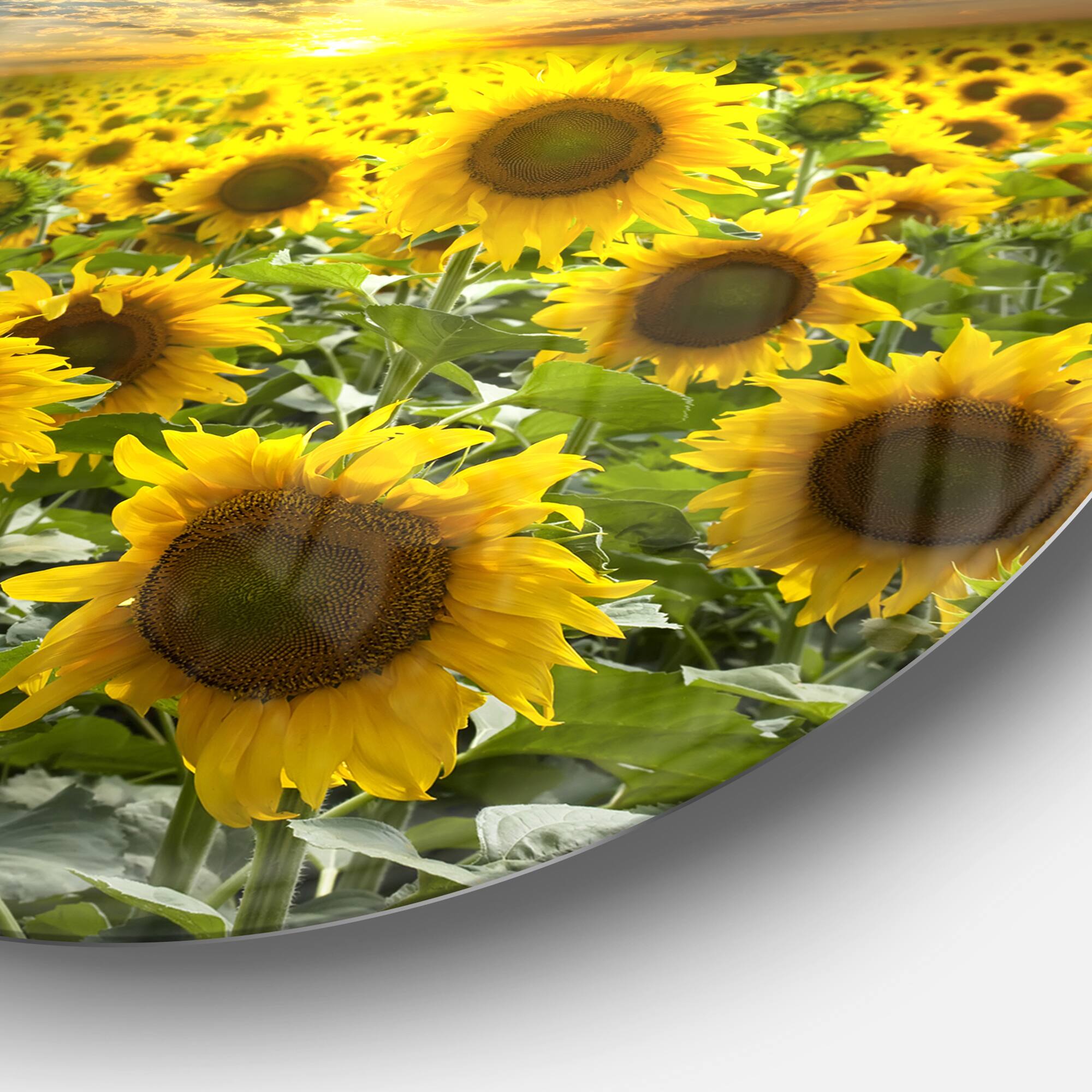 Designart - Field of Blooming Sunflowers&#x27; Large Flower Metal Circle Wall Art