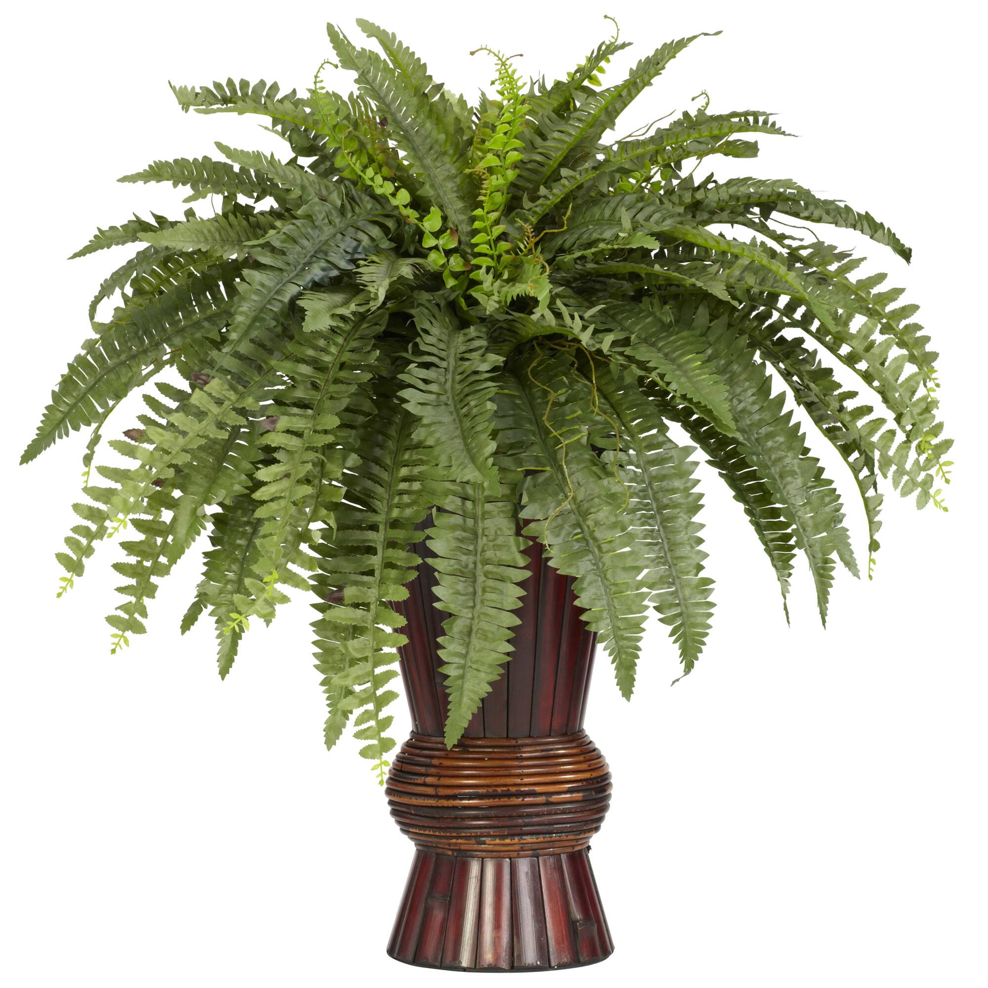 2.75ft. Boston Fern Plant in Bamboo Vase