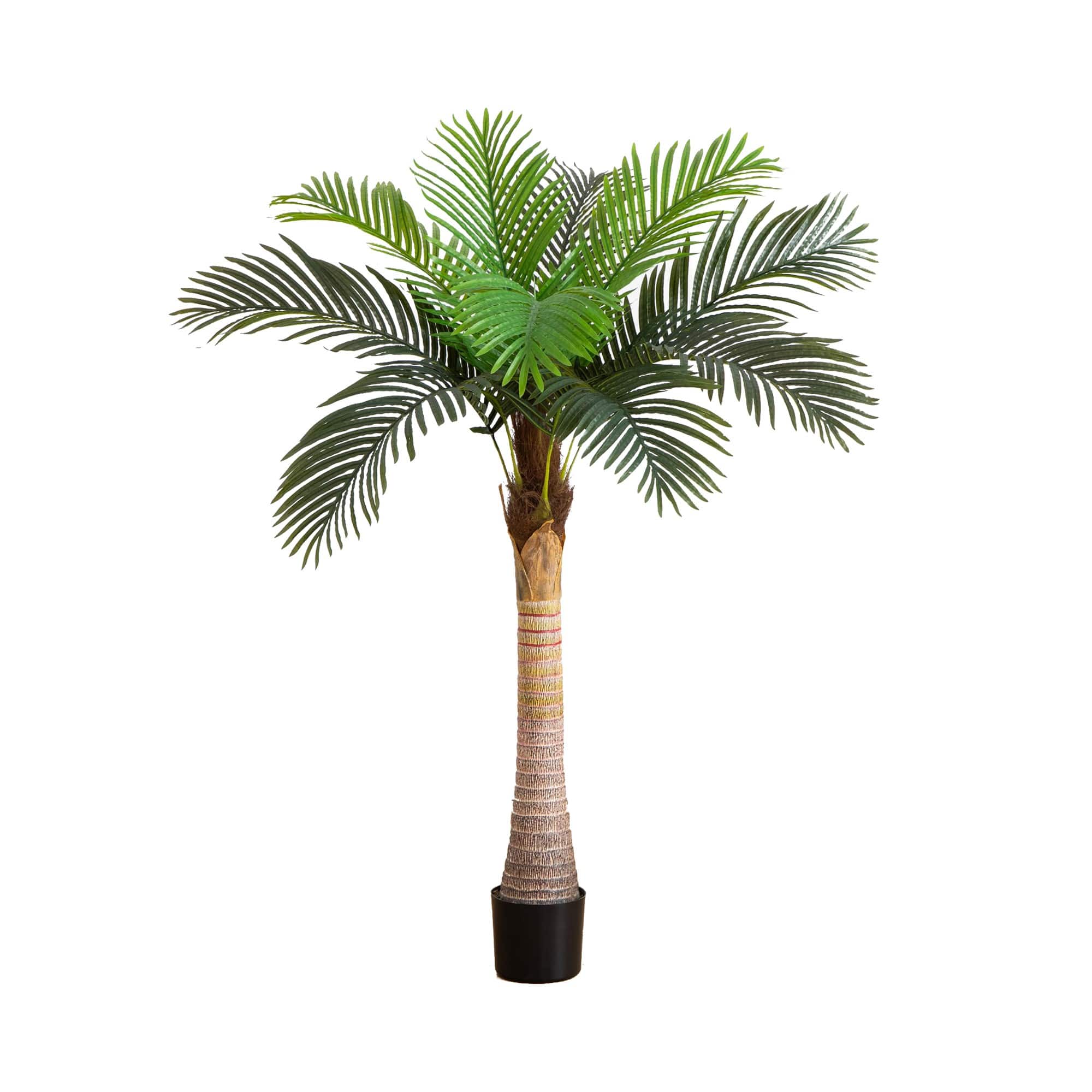 5ft. Potted Coconut Palm Tree