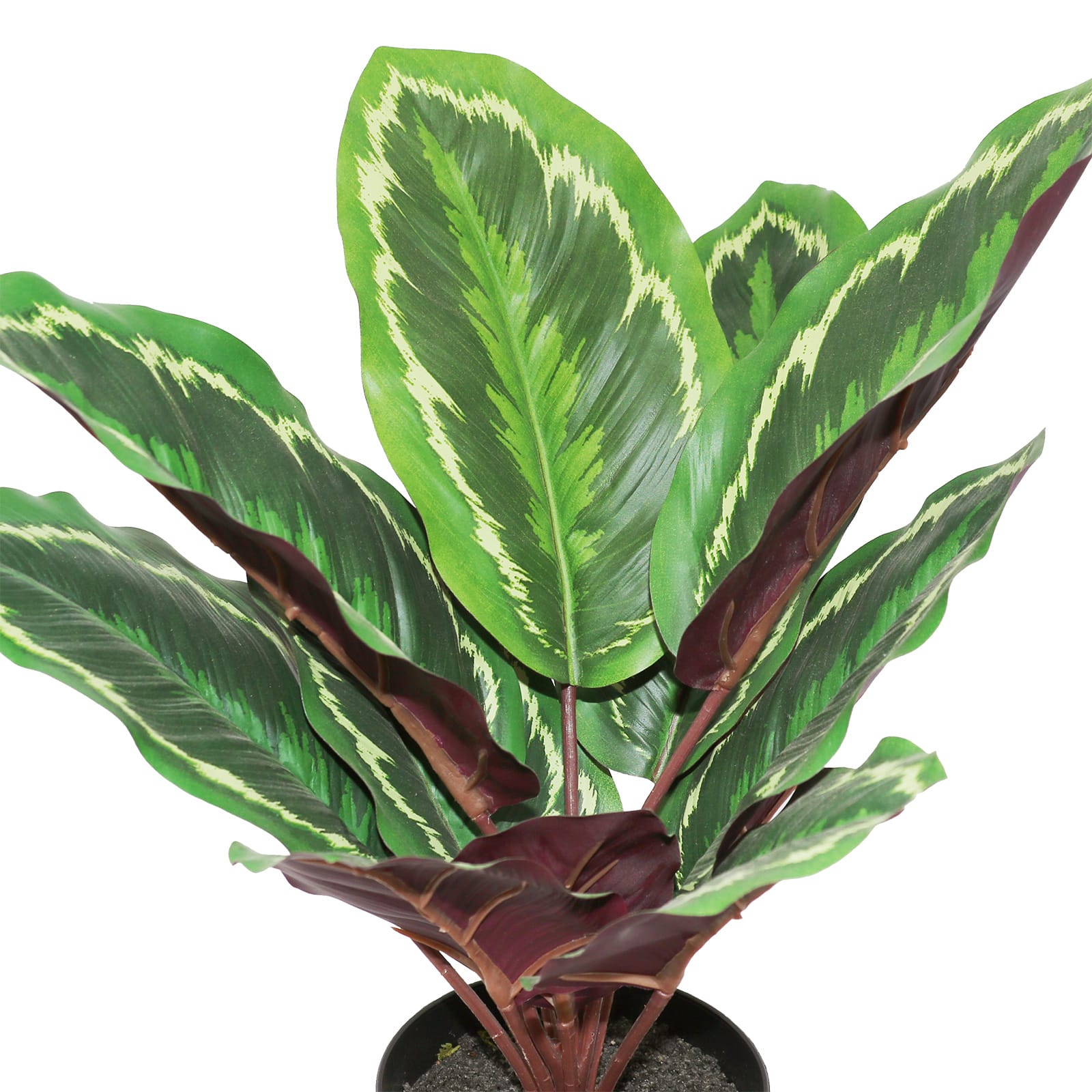 16&#x22; Potted Green Calathea Plant by Ashland&#xAE;