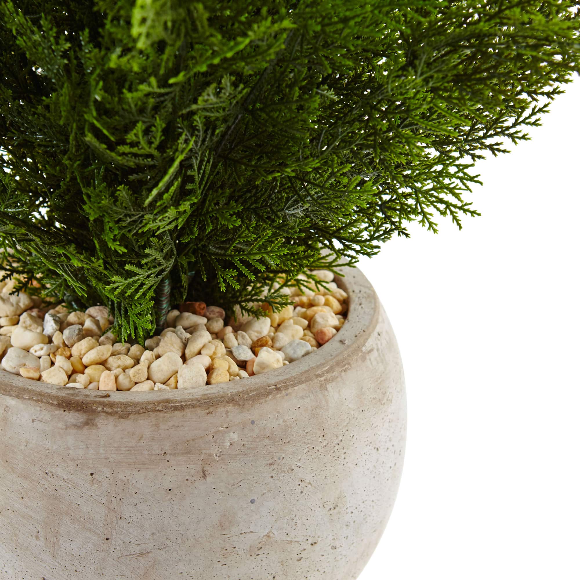 2ft. Cedar Plant in Sand Colored Bowl