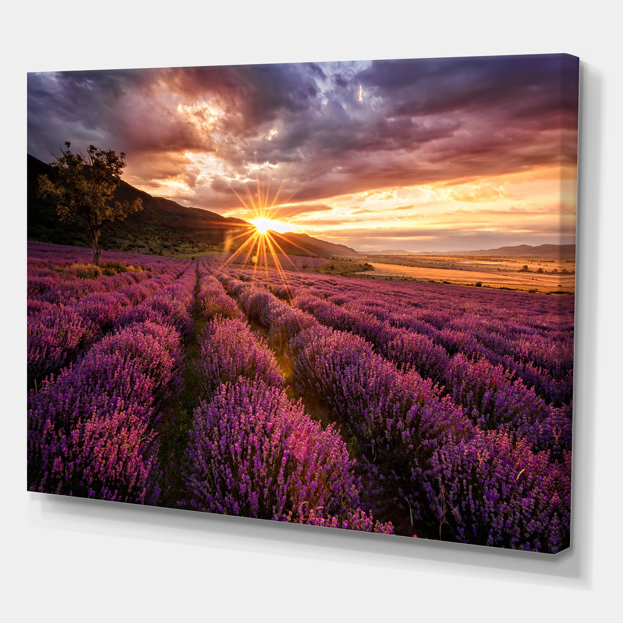 Designart - Sunrise & Dramatic Clouds Over Lavender Field IV