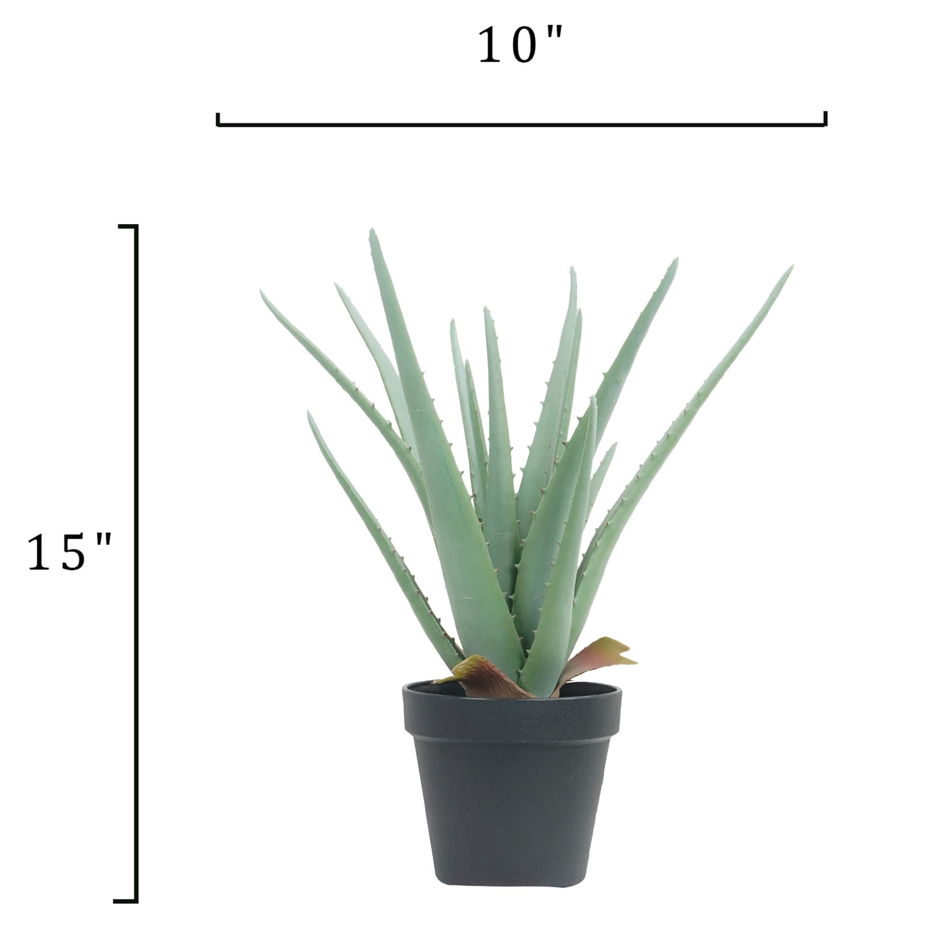 Plante d'aloès en pot de 38 cm (15 po) par Ashland
