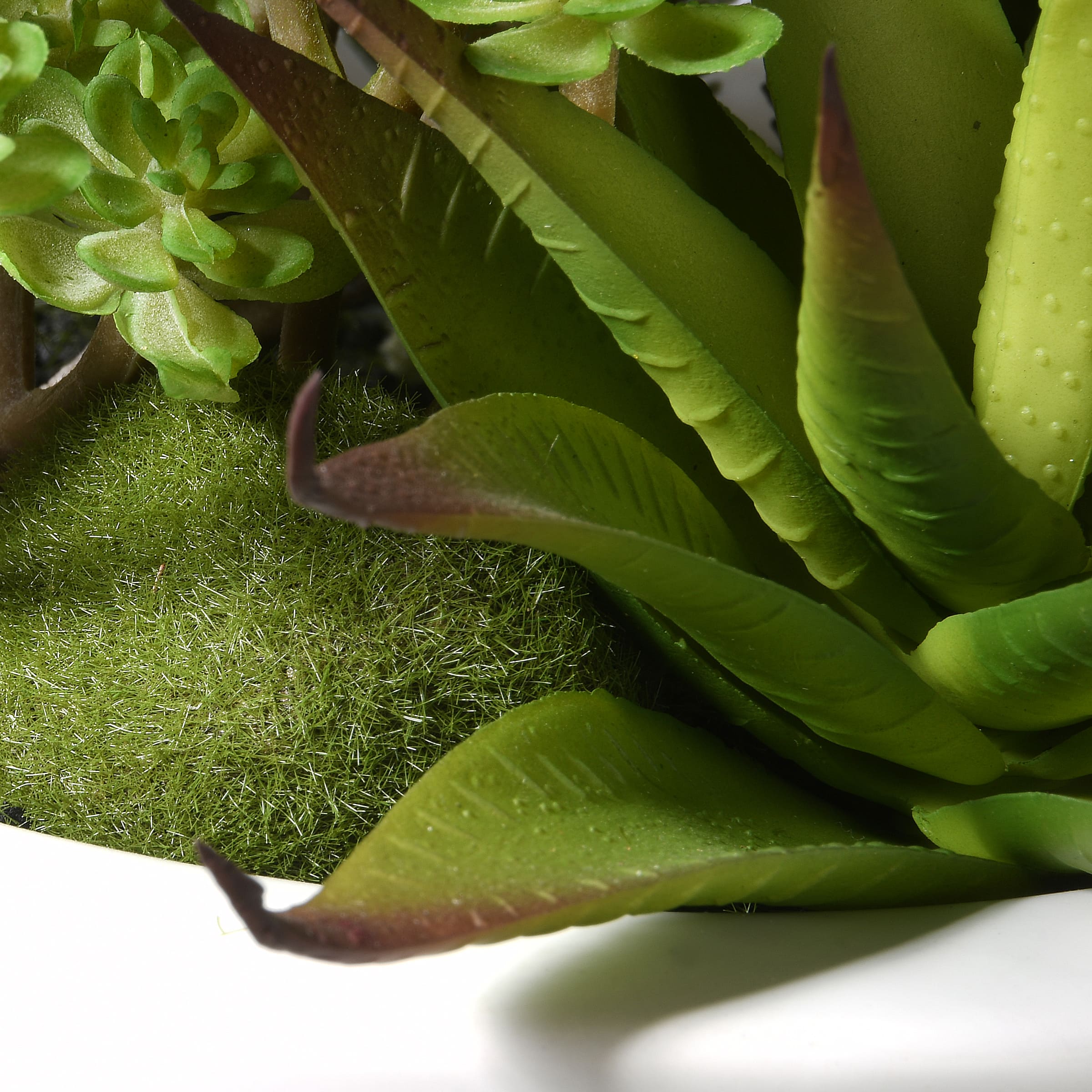 7.5" Succulent Plants in White Planter