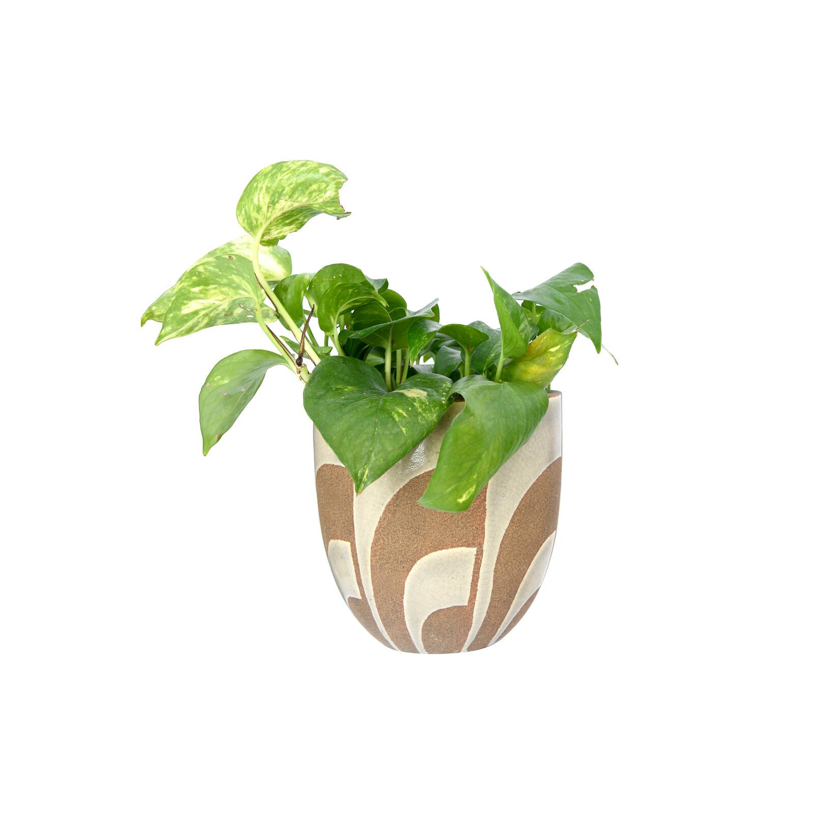 Hello Honey&#xAE; 6&#x22; Hand Painted Terracotta Planter