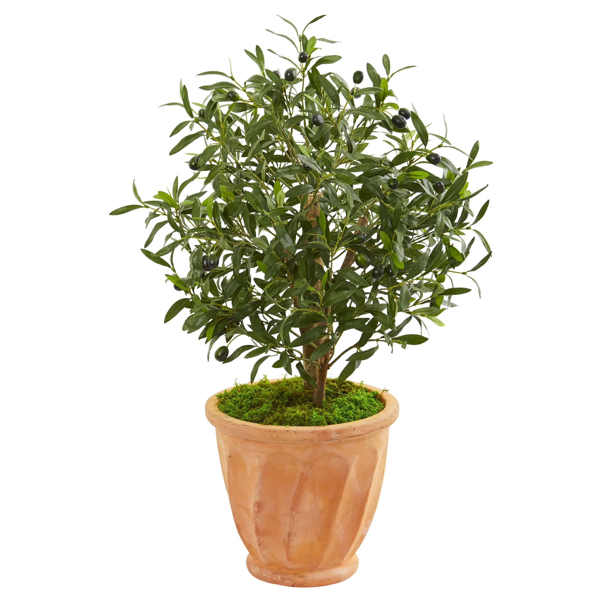 3ft. Olive Tree in Terracotta Planter
