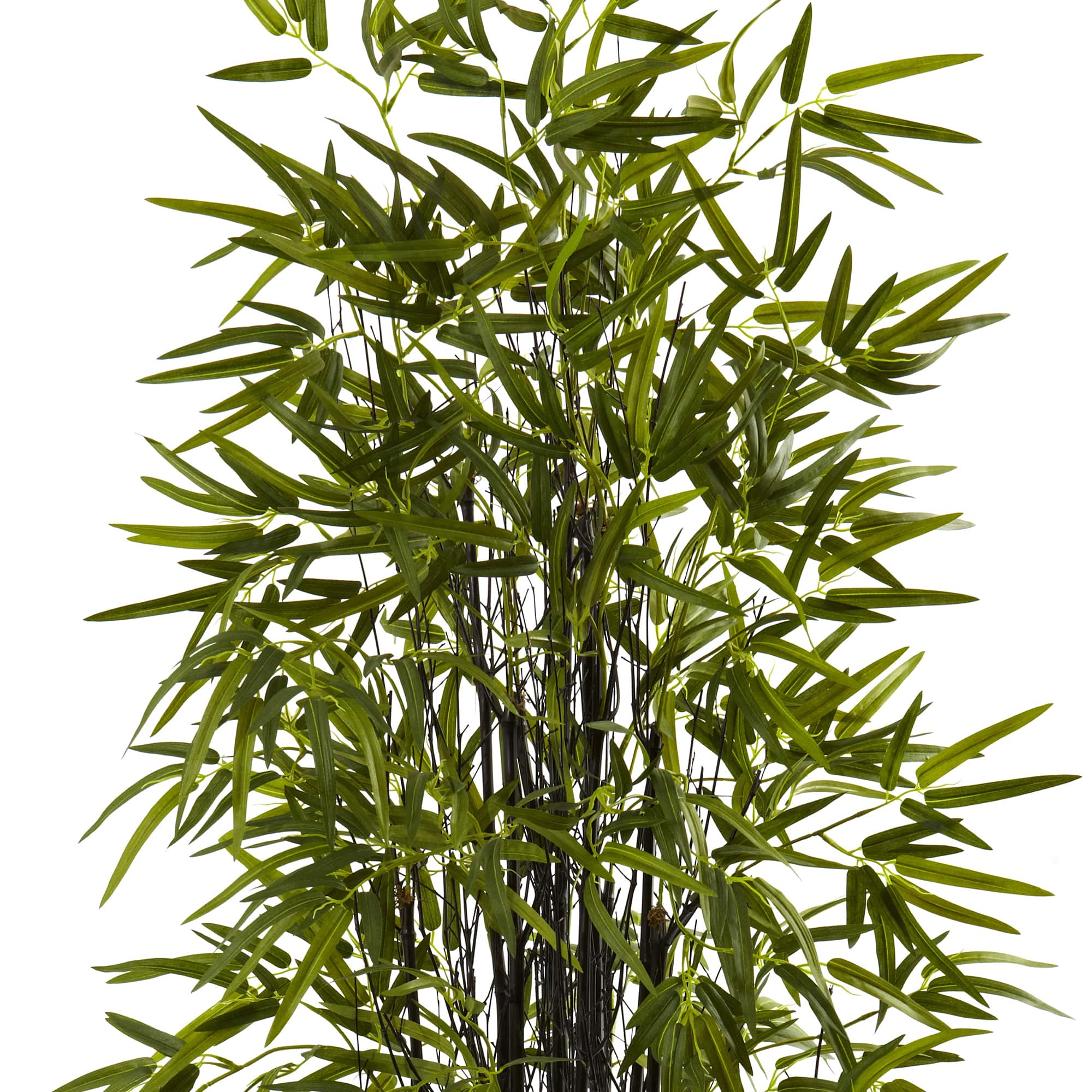 5ft. Potted Black Bamboo Tree