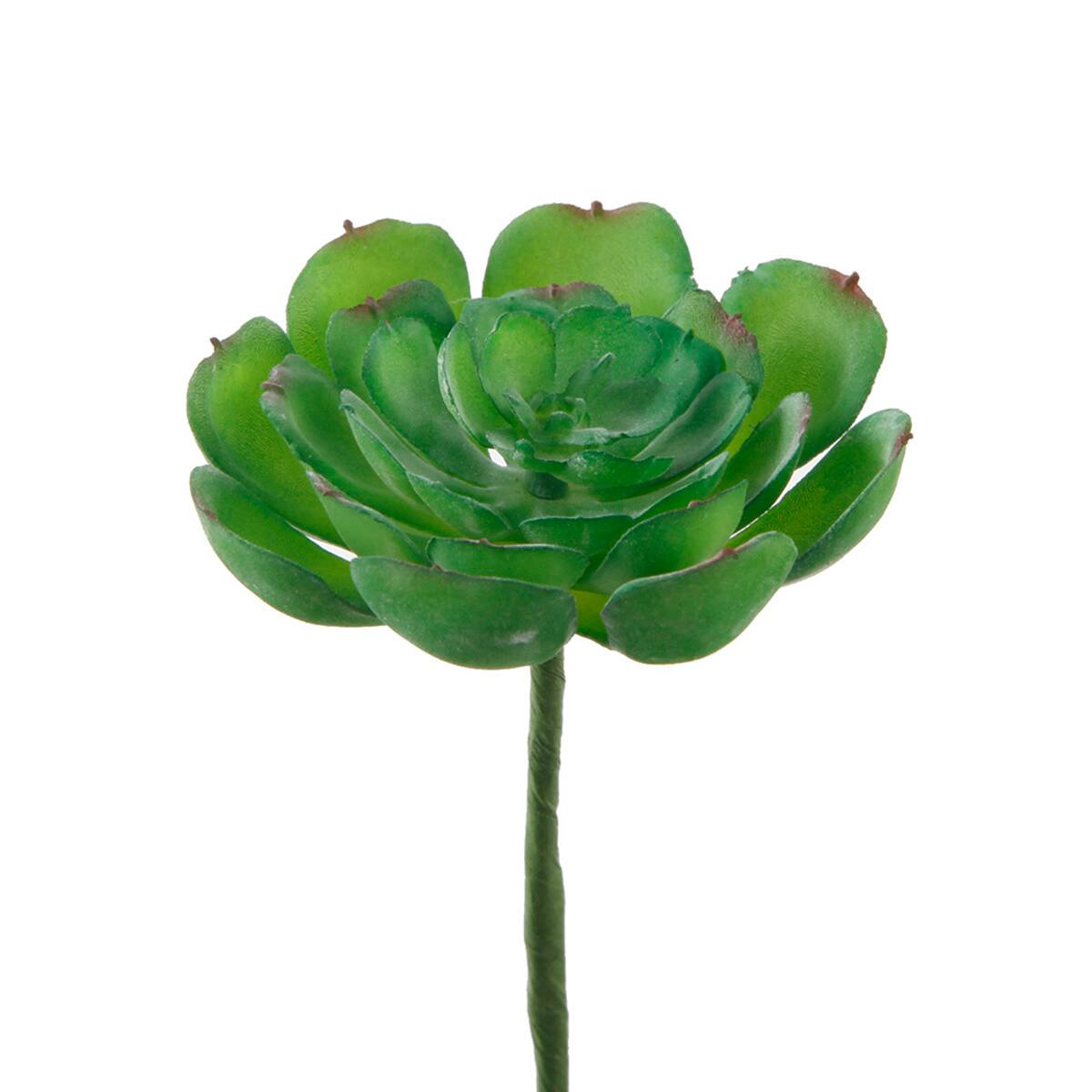 Flora Bunda&#xAE; Small Echeveria Succulent Pick, 12ct.