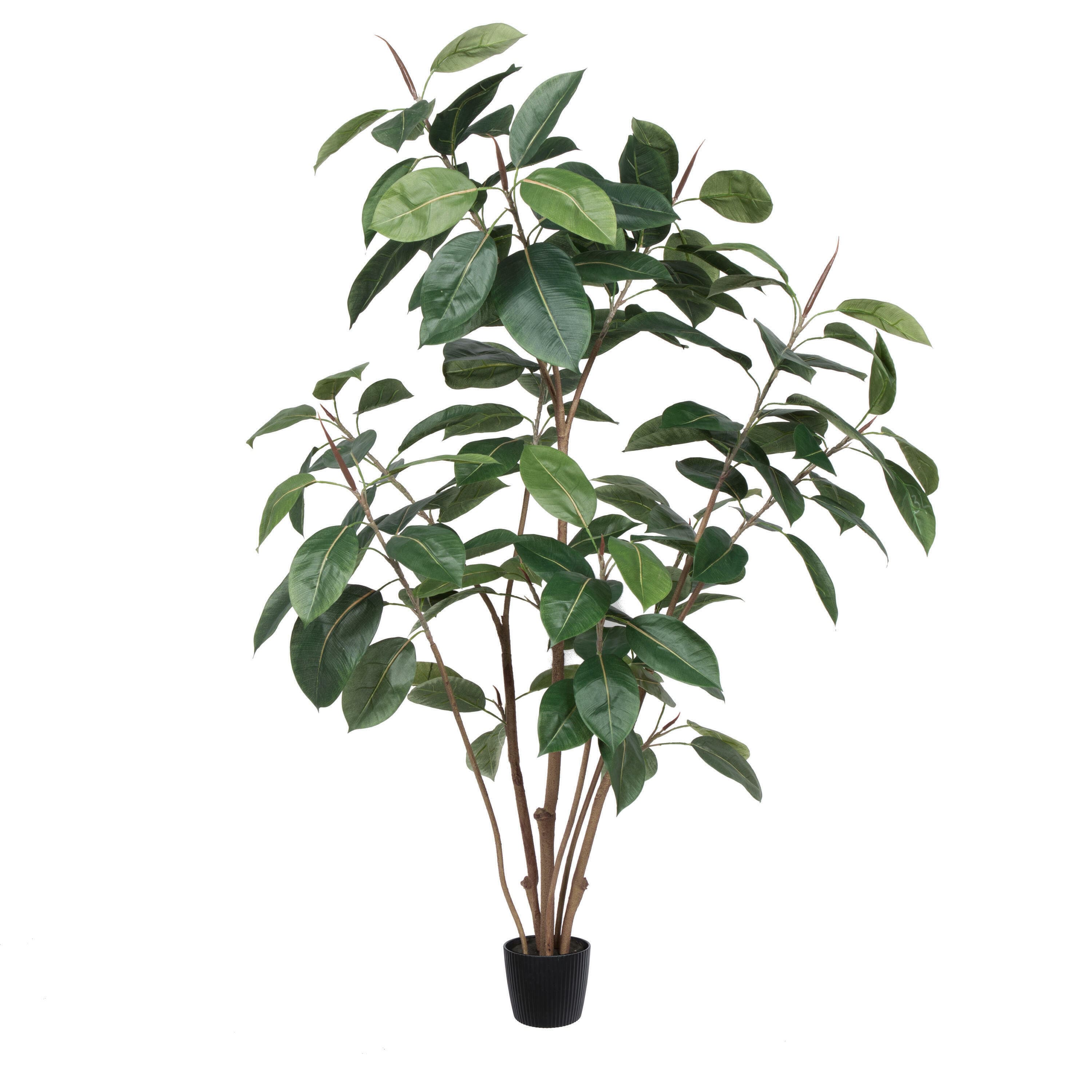 5ft. Potted Green Rubber Tree