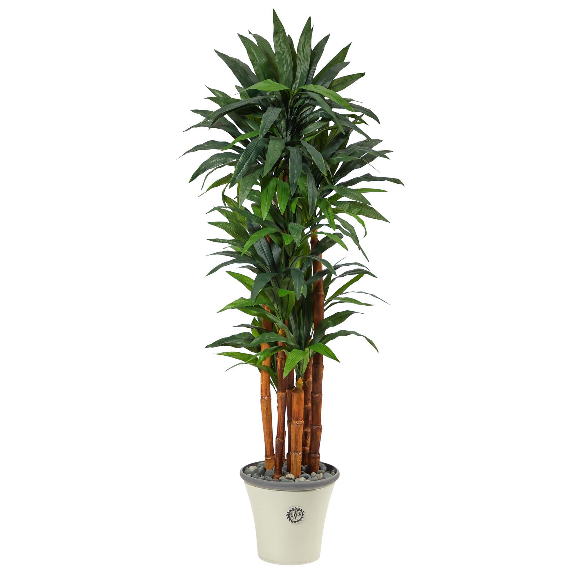 5.5ft. Dracaena Tree in Decorative Planter