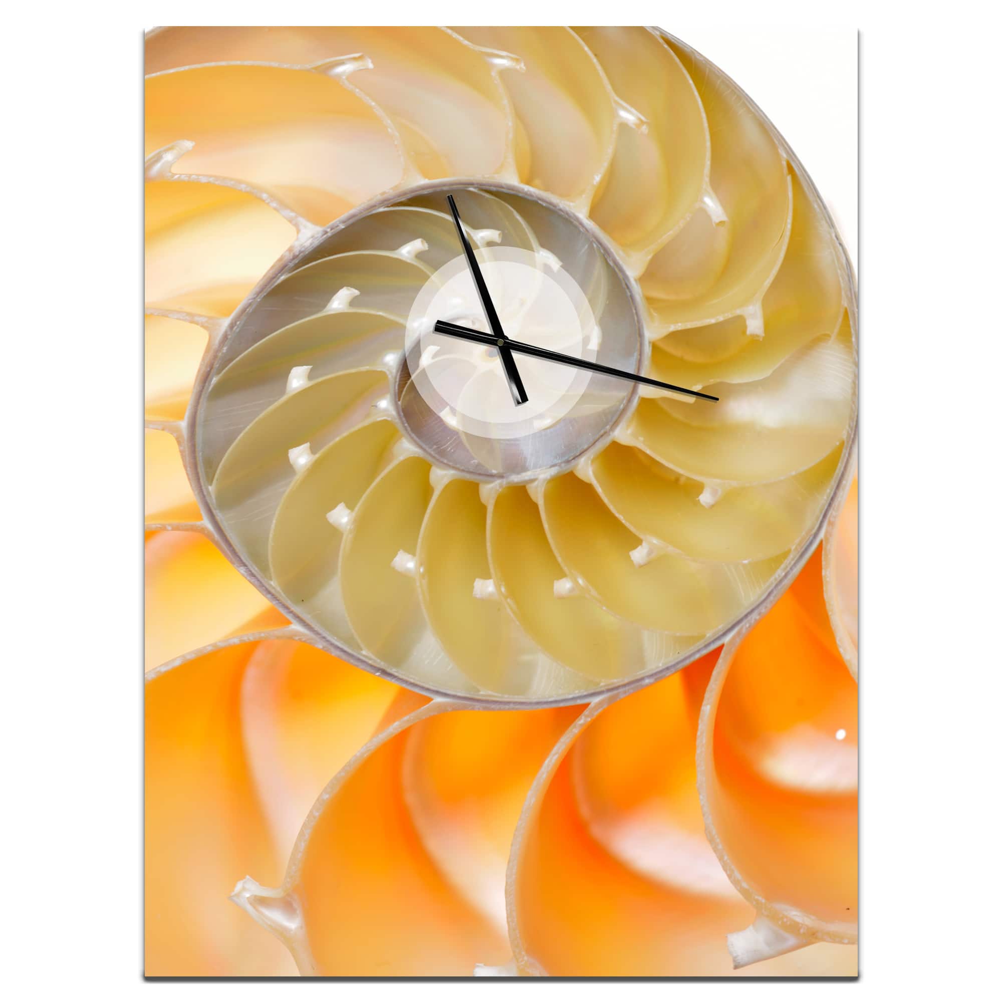 Designart &#x27;Isolated Nautilus Shell Modern Rectangular Wall Clock