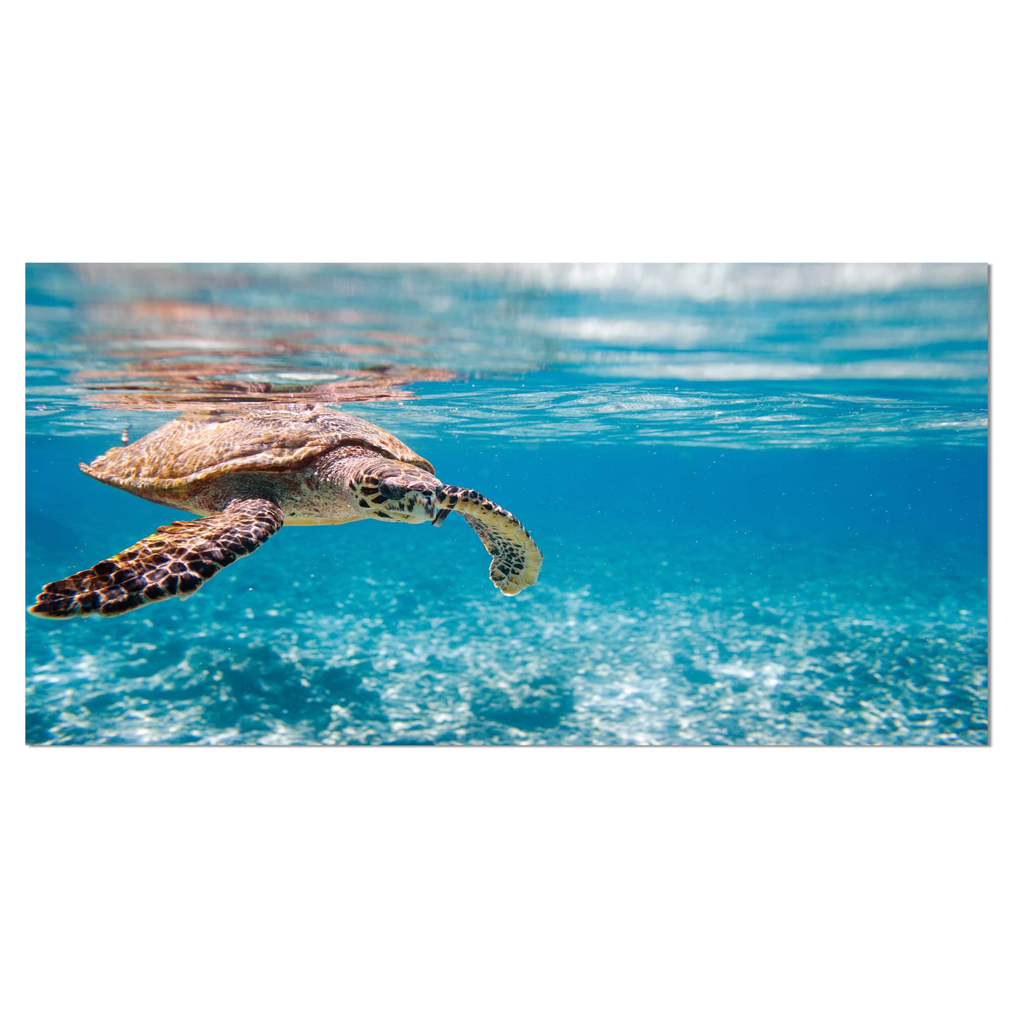 Designart - Large Hawksbill Sea Turtle - Abstract Canvas Art Print
