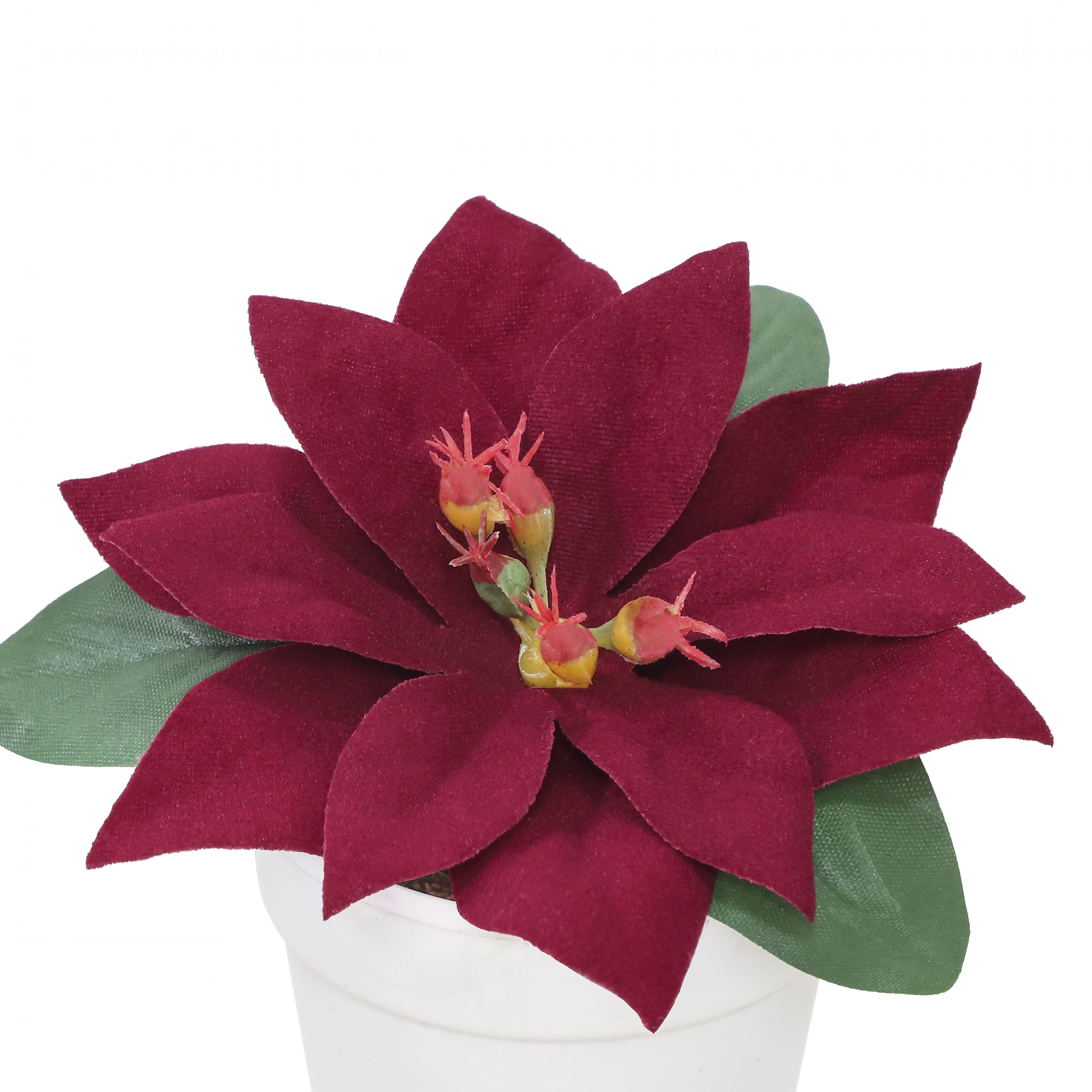 2.5&#x22; Premade Wine Velvet Poinsettia in White Terracotta Pot by Ashland&#xAE;