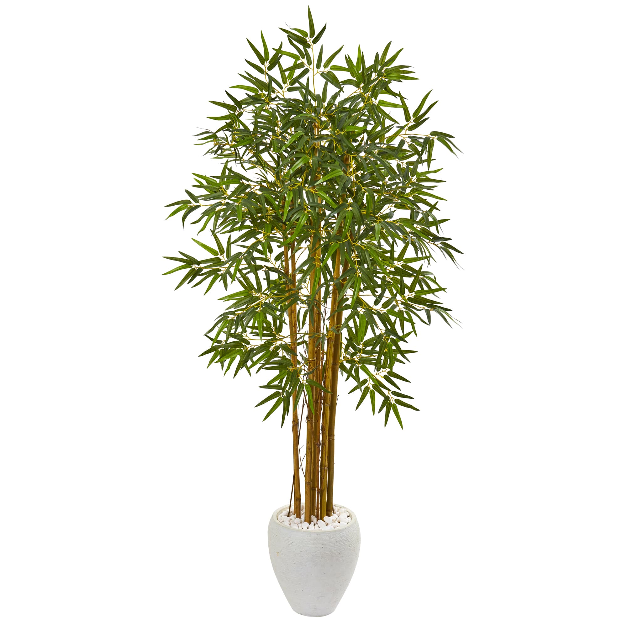 5ft. Bambusa Bamboo Tree in White Planter
