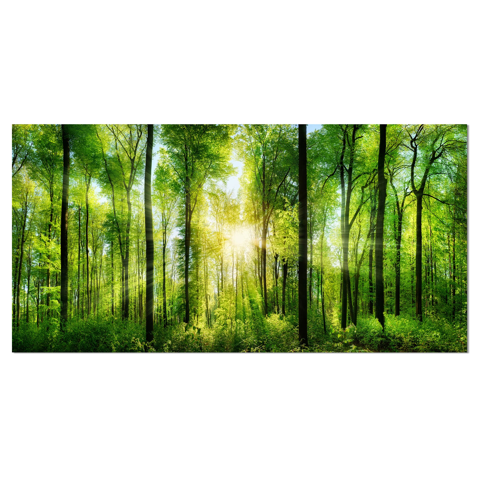 Designart - Forest with Rays of Sun Panorama - Landscape Art Print Canvas