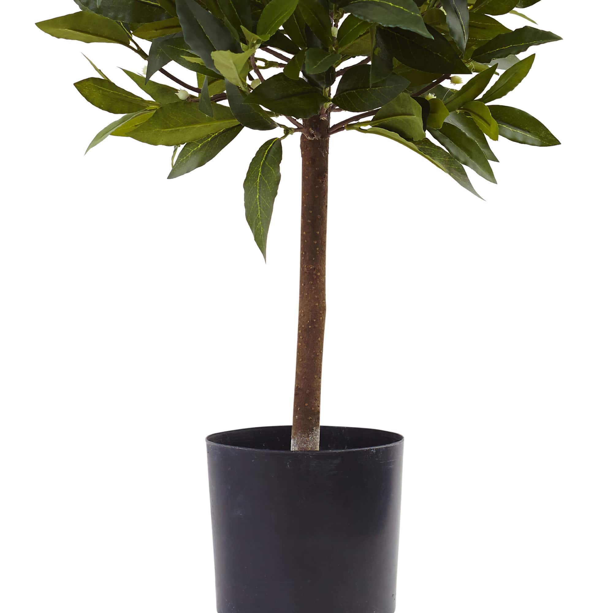 2ft. Potted Sweet Bay Mini Ball Topiary Tree